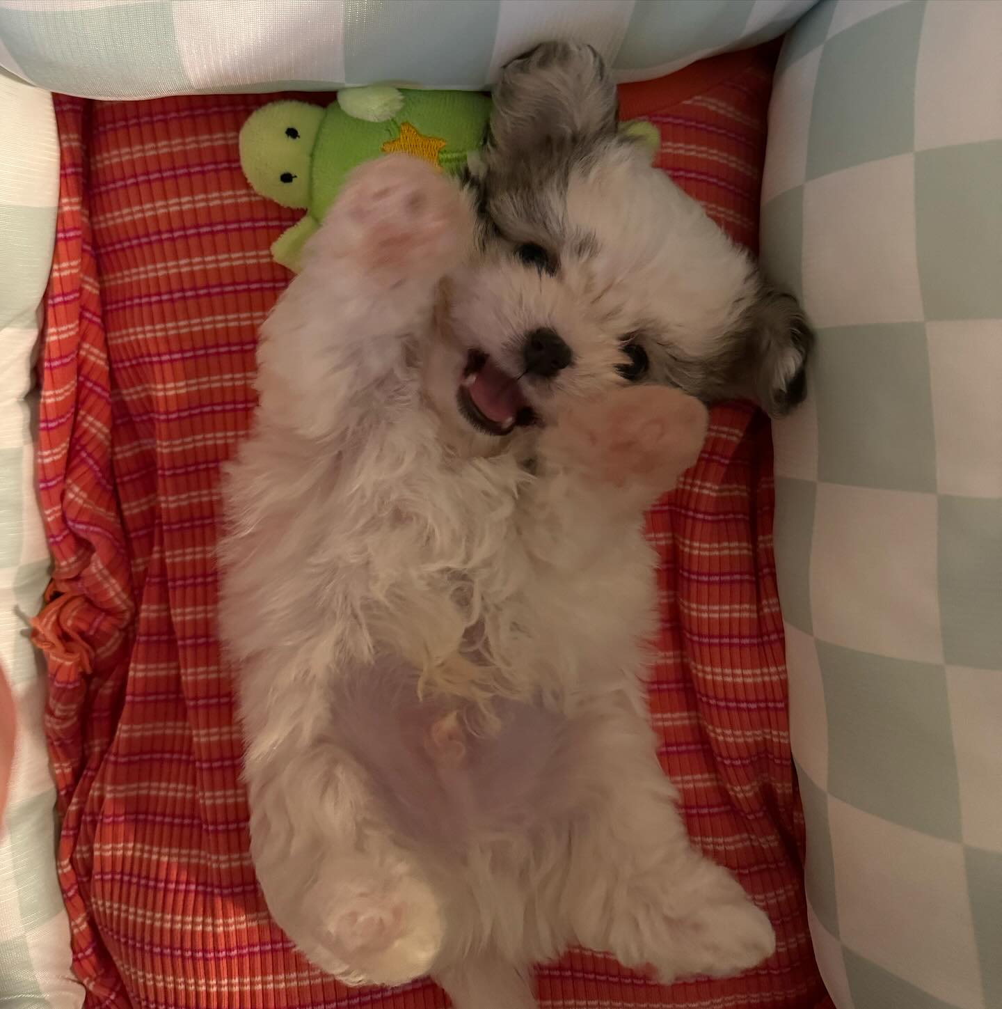 👼🏻블랑아 건강하게 무럭무럭 자라렴🍼🐾🩵