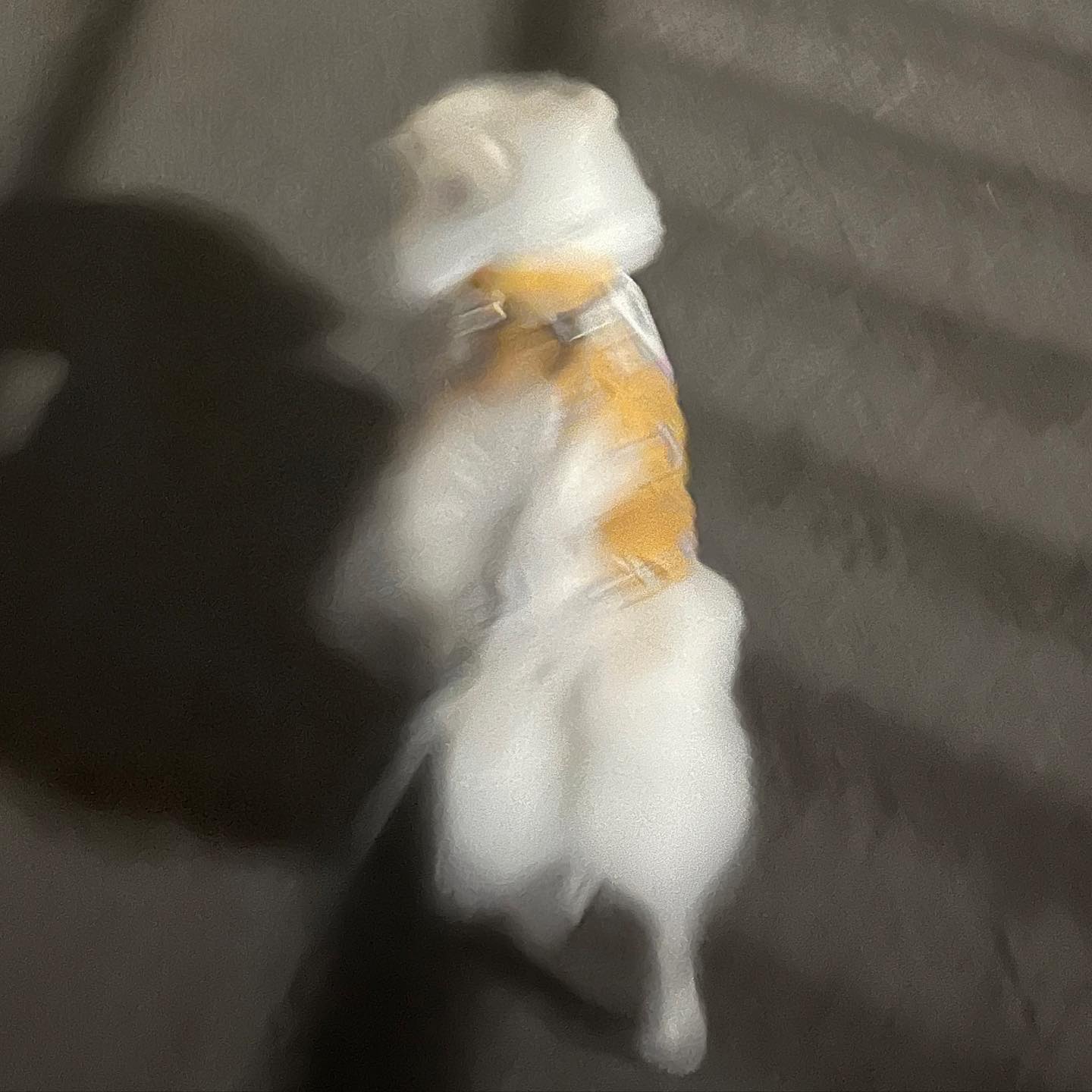 수술 후 오랜만에 산책한거 알겠는데...
같이 가자...