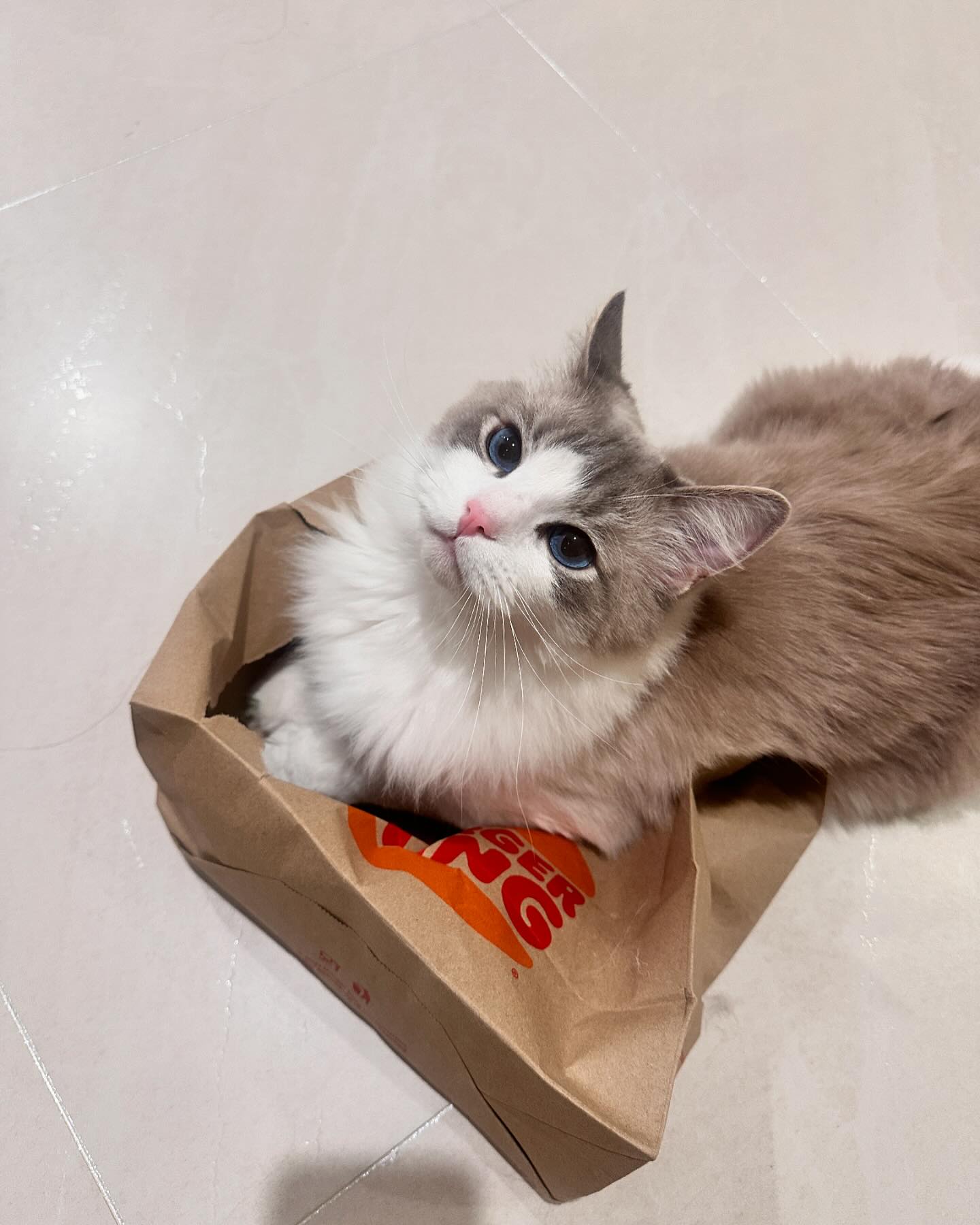 햄버거가 되고싶은 몽구 🍔🍔🍔🍔🍔