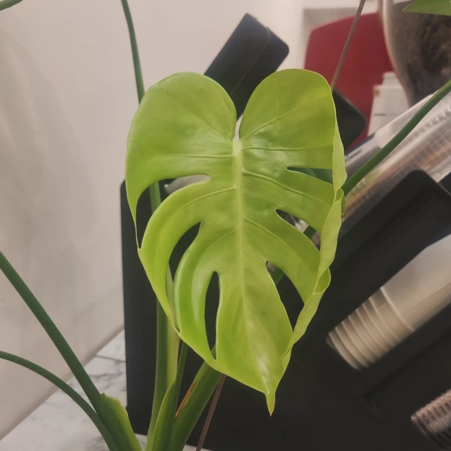#두번째몬스테라찢잎 🌿🌿
