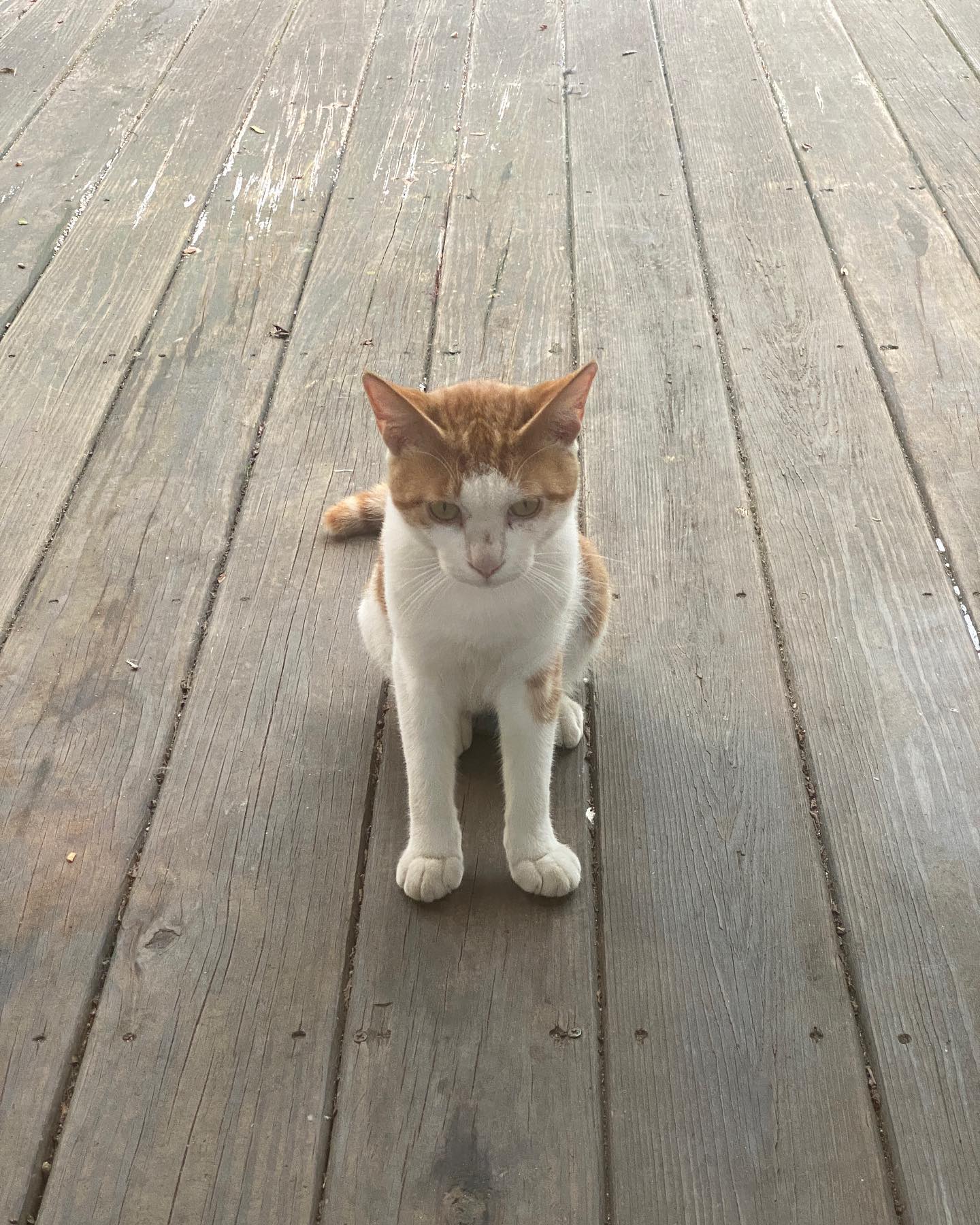 🐱