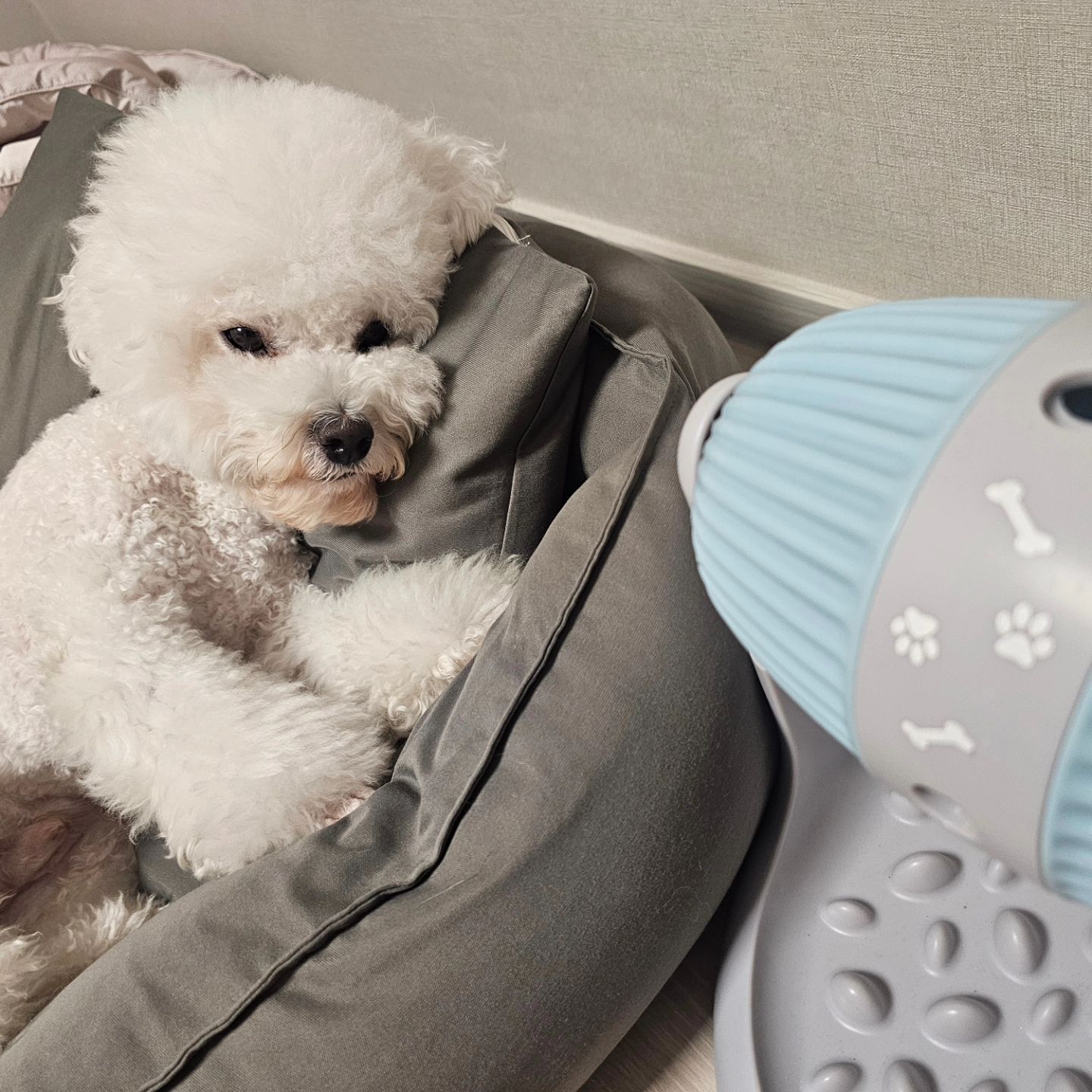 견생,,,,뭘까,,,,🫥
나는 먹고놀고싸는게 제일 조하🐾🫶🏻

아, 그리고 수봉이형아 7번째 생일 추카해🎁🎊
형아는 귀여우니까
내 간식 특별히 양보할께❤️✨️

.
.
.
.
.
#개팔자상팔자 #부럽다 #수봉아생일축하해 #영원한첫째 #사랑해