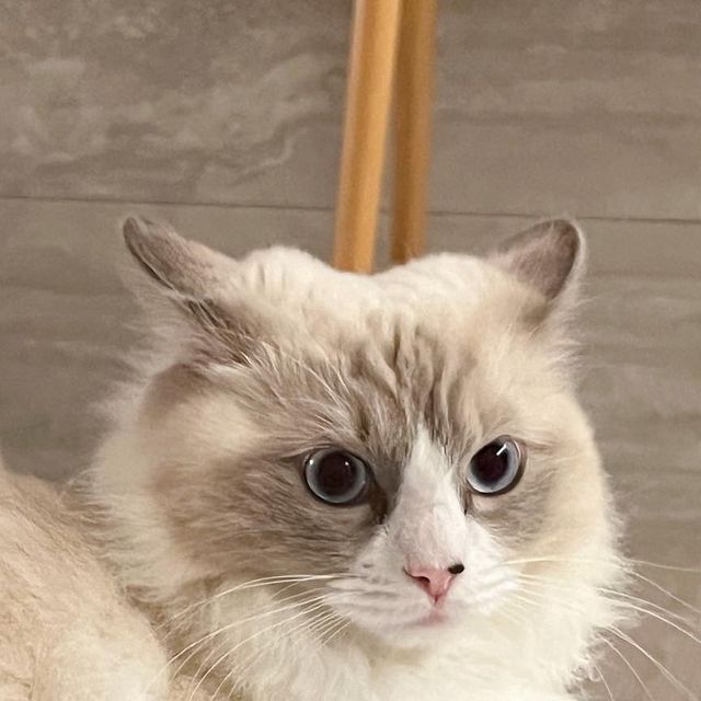 달 on Instagram: "#광고 강아지, 고양이를 생각하는 고급 영양제 페런츠에서 더 맑은 루테인을 보내주셨어요🩵 저희 애들이 아직 어리긴 하지만 꼬리는 눈곱이 자주 끼고 곰탕이는 눈물 자국