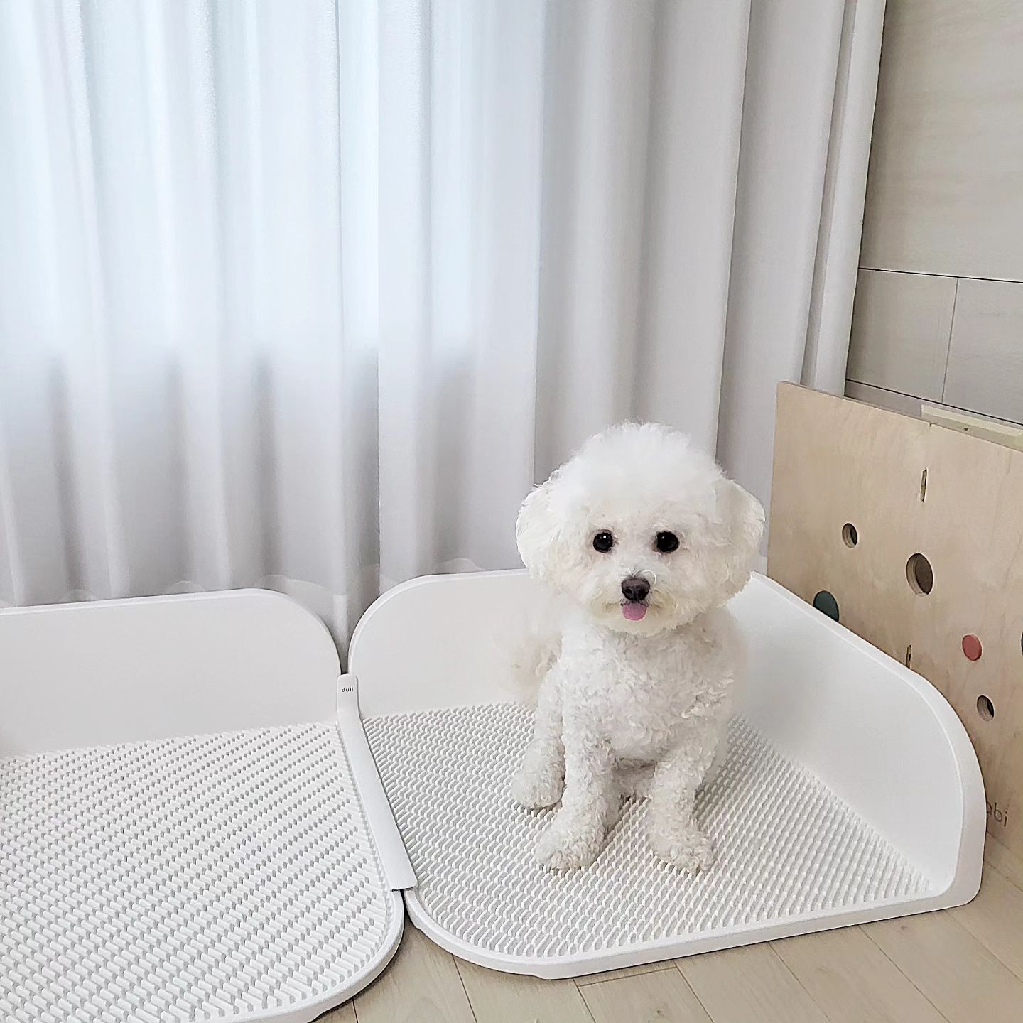#광고 #몽바두잇 

몽바의 New 배변공간 🧻

처음엔 적응기가 필요해서 기존에 쓰던 
배변패드를 깔아두고 점차 줄여가고있어요!

디자인도 완벽한 두잇배변판!!
선물용으로도 좋을 것 같아요🩷

마지막 사진은 마킹의 흔적ㅋ
물로 샤르르 씻어주면 끝 🚿

🏷#몽바사용 : duit_korea #두잇 #두잇배변판 

#배변판 #duit #강아지화장실 #강아지배변판 #배변패드 #강아지패드 #배변훈련 #반려견 #반려견용품