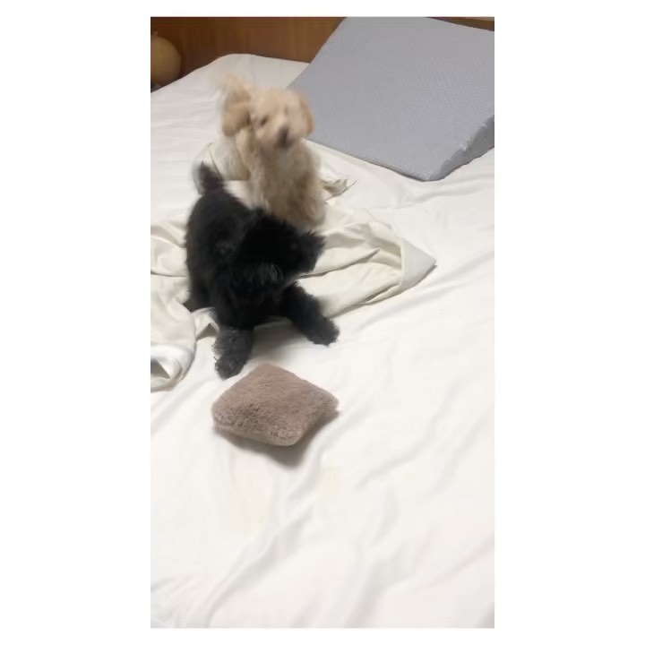 번식장에서 함께 구조되어 같이 자라온 아멜리, 노아는 먼저 입양가고 혼자 남은 루아가 임보집에서 심심해한다는 말에 우리 집에 초대했어요
오자마자 페퍼와 너무 신나게 놀아서 며칠 더 데리고 있기로 해서 이제 루아와 1주일이란 시간을 보냈습니다

루아는 다른 강아지들과 노는 것을 엄청 좋아해서 외동 보다는 형제 있는 집에 입양가면 너무 좋을 것 같아요
하지만 강아지들도 코드가 맞아야해서…첫번째 두번째 세번째 영상에서 보시면 페퍼와 둘이서 너무 잘 놀지만 마지막 영상 보시면 레이나는 아예 관심이 없고, 레오는 시끄럽다고 혼내기까지 😅

똥꼬발랄 루아가 하루종일 신나게 놀 수 있는 사랑 많은 집으로 입양가기를 🙏🏻

루아 임시보호자님 계정 cozyspring

#말티푸 #네스트루아