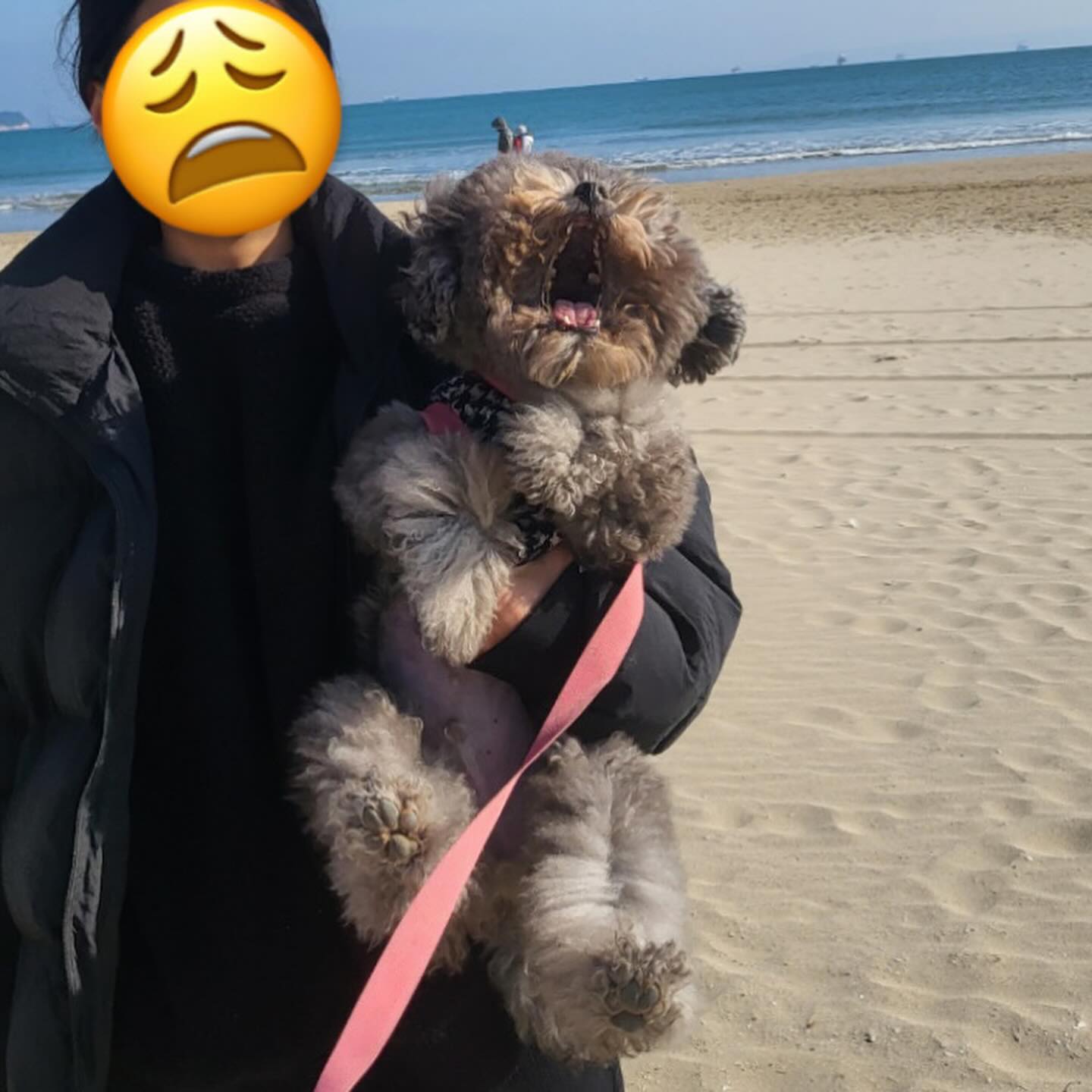 내 쌀알이 몇 개고?
 
#모래먹어서 #붙잡힌개 #말이많다
