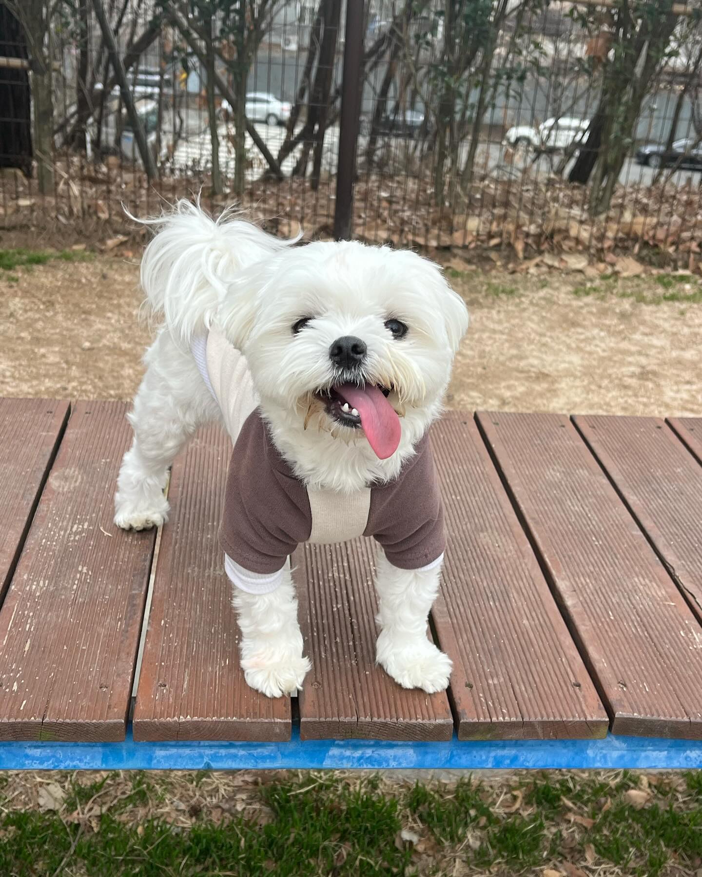 날씨가 좋지가 않아여..🐶

구치만 뛰뛰는 좋아여🙃