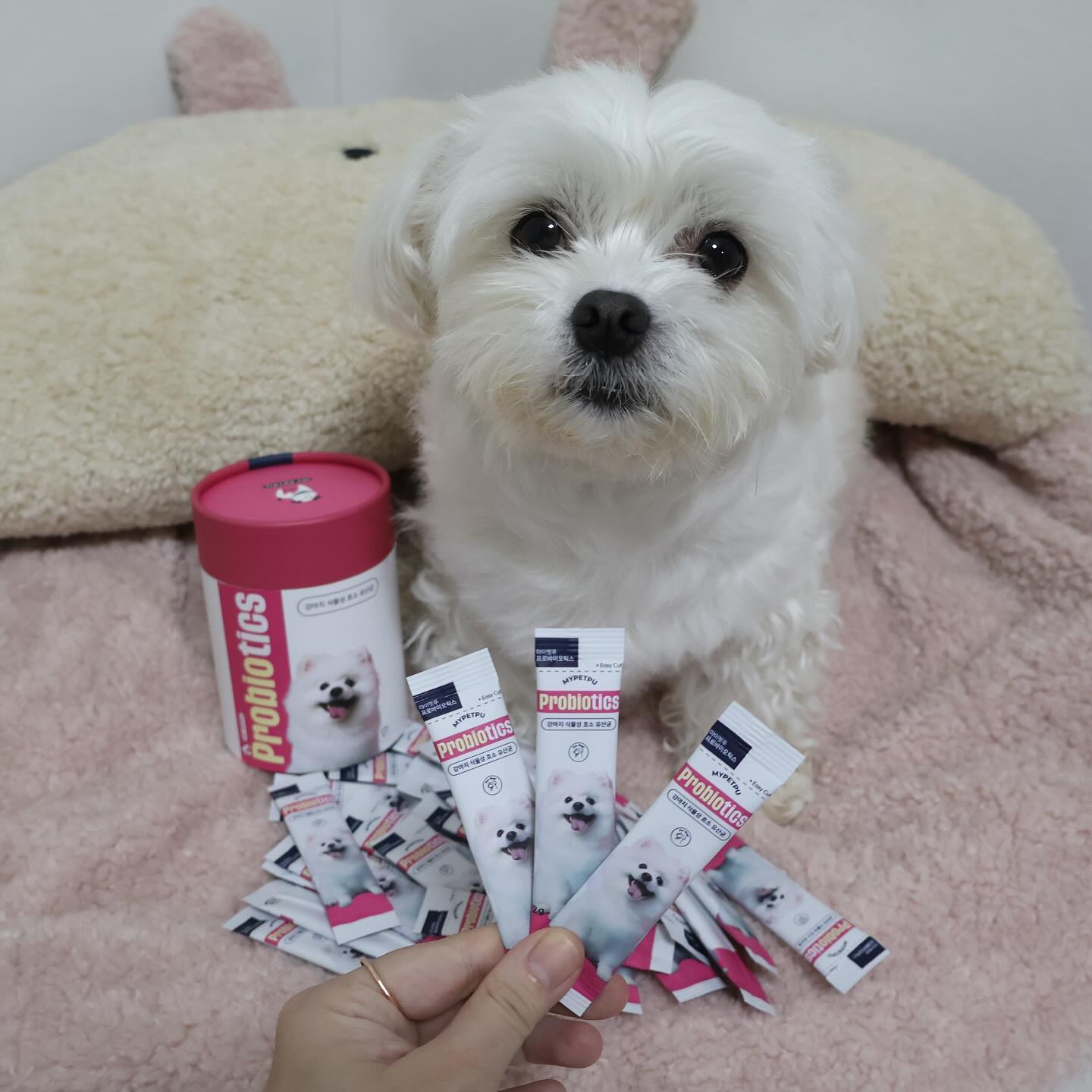 #협찬 
​
유산균이 리뉴얼되서 돌아왔어요😎
업그레이드된 성분, 새로운패키지🆙
​
🏷️마이펫푸
mypetpu 
​
✔️다니스코 유산균 추가
✔️타우린 함유
✔️L카르니틴 함유
✔️패키지 업그레이드
✔️대용량구성
​
✔️건강한 면역 반응
✔️체내효소 생산량 보충
✔️지방대사촉진 및 다이어트
✔️에너지 전환 효과
✔️소화계 문제 완화
✔️민감성 및 알러지 반응 완화
​
​짱아는 변비때문에 유산균 필수인 멈머
효소까지 보충가능하다니!! 
유산균 한포로 소화력 업업!

벌크형 패키지도 나왔다구 합니당😆
대용량으로 좀더 저렴하게~

업그레이드된 마이펫푸 효소유산균 다같이 구경가요
​
​
#마이펫푸#강아지효소유산균#강아지유산균추천#강아지영양제