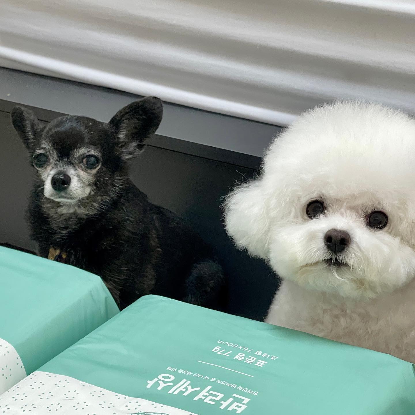 #제품제공 #반려세상 다둥이네 집에 좋은 패드 써야하는 이유🐈‍⬛🐻‍❄️#싸고싸고또싸고
덮고덮고 또 덮고.. 한장깔아놓은거 진짜 순삭이거든요ㅋㅋㅋㅋ 집에서 냄새 안날라면 좋는 배변패드 정말 필수요..!💚 

#강아지배변패드 #배변패드추천
