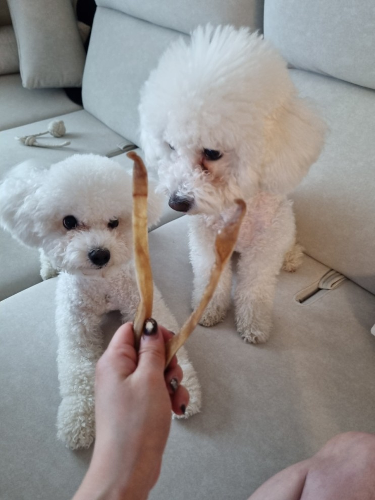 견강하개 돼지귀 반려견영양간식 반려견 무방부제 무염분 건조간식
