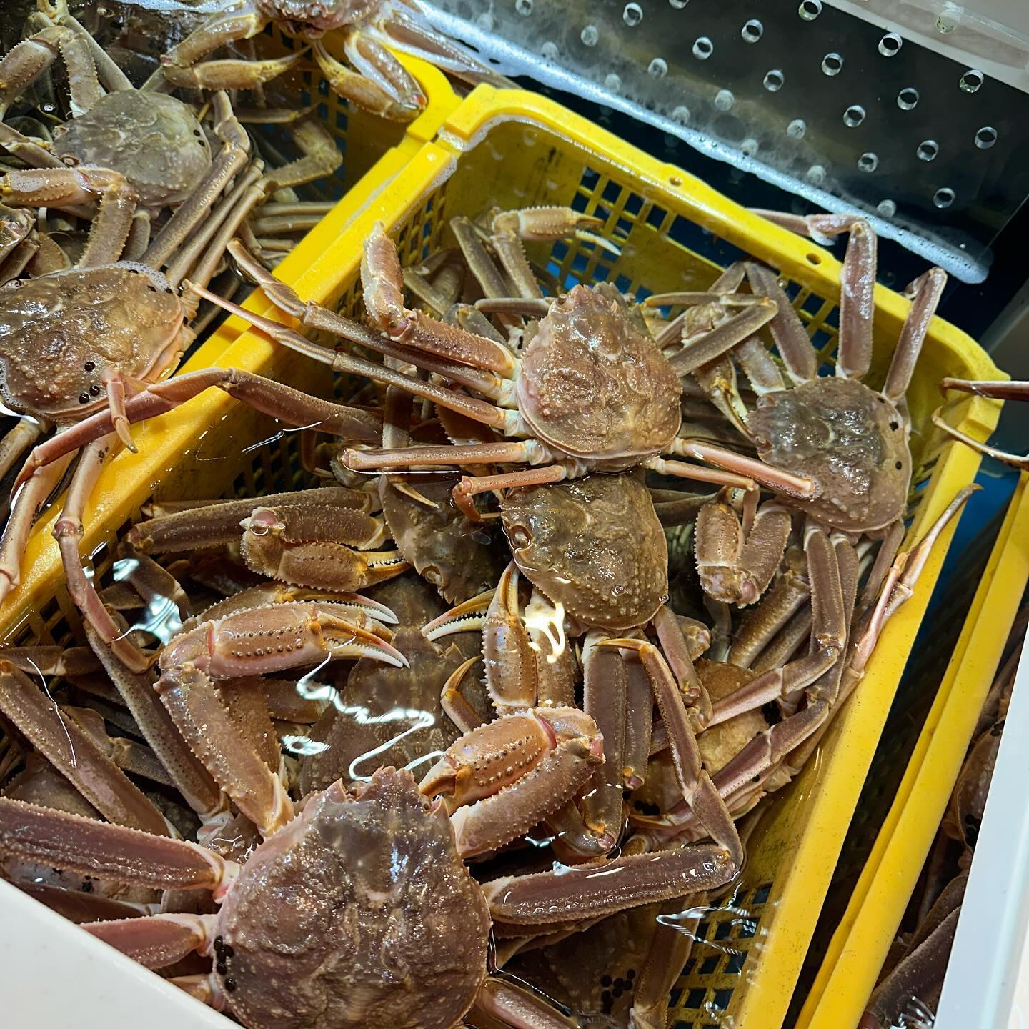 #foodstagram
우리 집 크리스마스 만찬은
대게 맛있는 대게 🦀

오랜만에 수산시장에서 대게 사서
푹 쪄와서 알차게 먹었다아
오징어 하나 추가까지 >_<

역시 해산물 싸랑해 🙌🏻
또 사주세요 쟈긔 !

#크리스마스먹방 #하남수산물센터