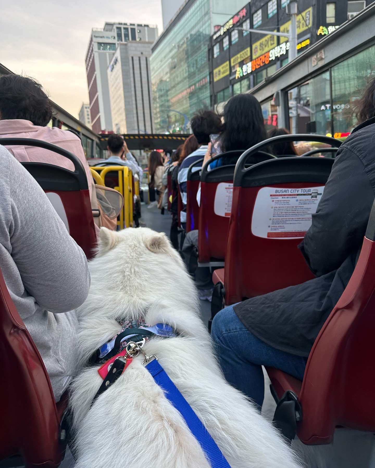 #김가네루이🐶 #사모예드루이 #20240504
부산 댕나잇시티투어 동부산 코스!!
이번주는 만차
앞으로 6번의 댕나잇시티투어가 남았데요.
끝나기 전에 꼭 한 번 가보세영👍🏻
특히, 우리 왕크왕귀 친구들 이런 기회아니면 
버스를 언제 타보겠어요ㅠㅠ 추천🥳