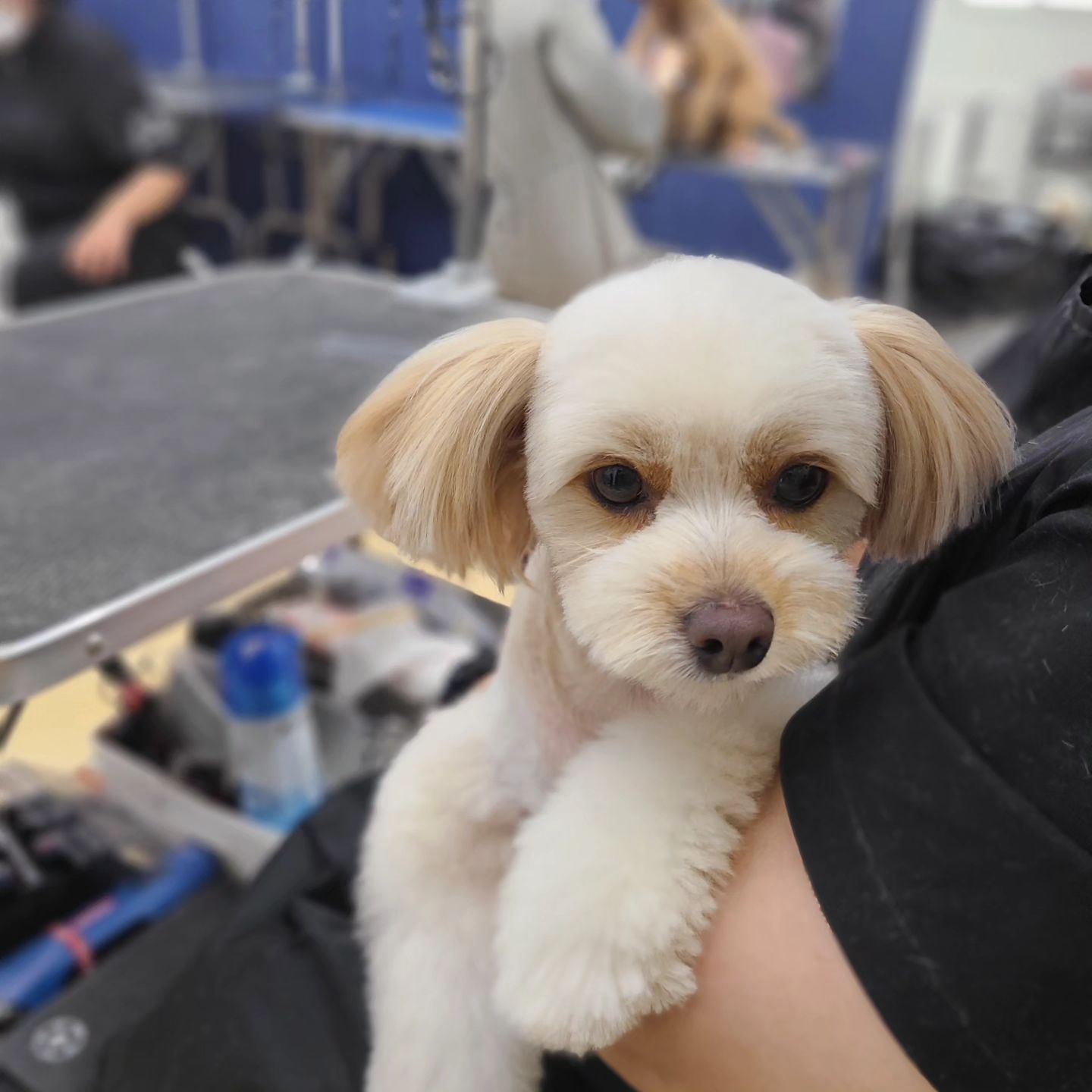 #양주애견미용학원
#원장직강

개인견 실습🐶
마무리 해주느라 쌤들은 넘 힘든 날 이지만..
매달 올때마다 점점 더 예뻐지는 아이들 ♡
미용 배우기 전에도 샵에 맡기며 미용하던 아이들이지만
자주 관리하며 어울리는 스타일을 찾아가니
모질도 좋아지고 더 예뻐지고 있네요 😍😍

.
 ✔️ 자격증 준비기간 동안에도 실무수업/펫미용 수업을 함께 진행합니다
✔️ 소수정예 1:1 개별수업으로 진행됩니다 
.
#원장님직강 #김형종교수님
#개인지도 #실견수업학원
#애견미용사자격증
.
#애견미용사2급 #애견미용사3급
#의정부애견미용학원 #동두천애견미용학원 #포천애견미용학원 #파주애견미용학원
#애견미용학원 #애견연맹 #위그램클립 
#개인교습 #애견미용개인교습 #대형견미용 #양주애견미용학원