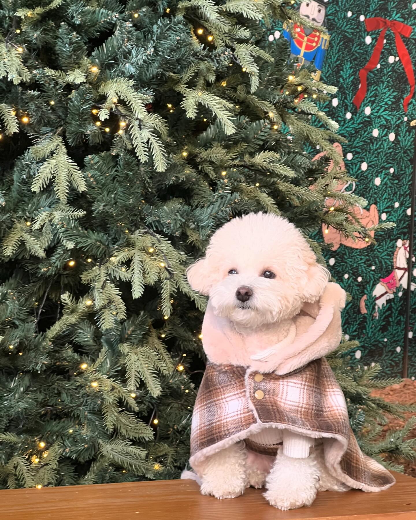 메리쿠리뚜마뚜🐾🎄