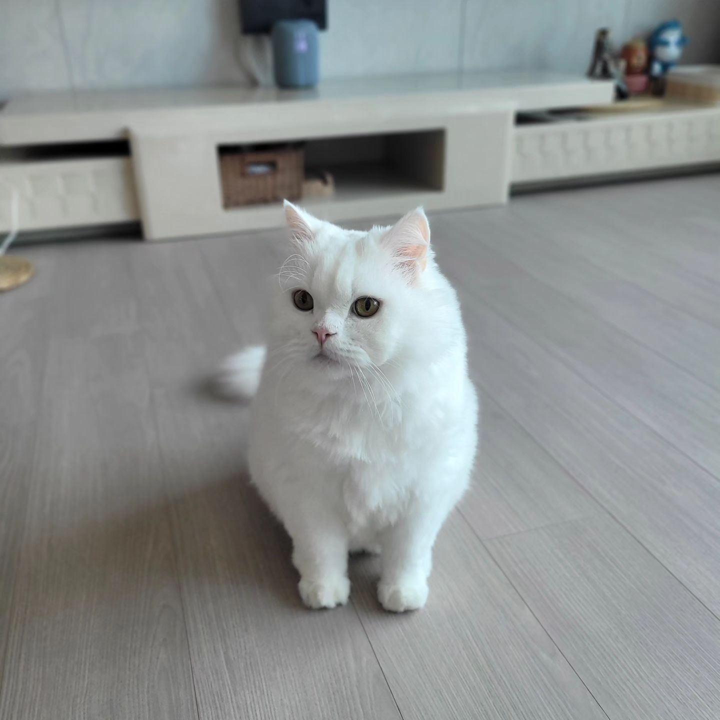 우리집 꽃도령♡
하양이 미모 오늘도 물 올라부렀따♡
털찌니까 더 하프물범같고 귀욥꼬 아무튼 귀여워 미챠벌림 ㅠ♡ 

#하양이자두