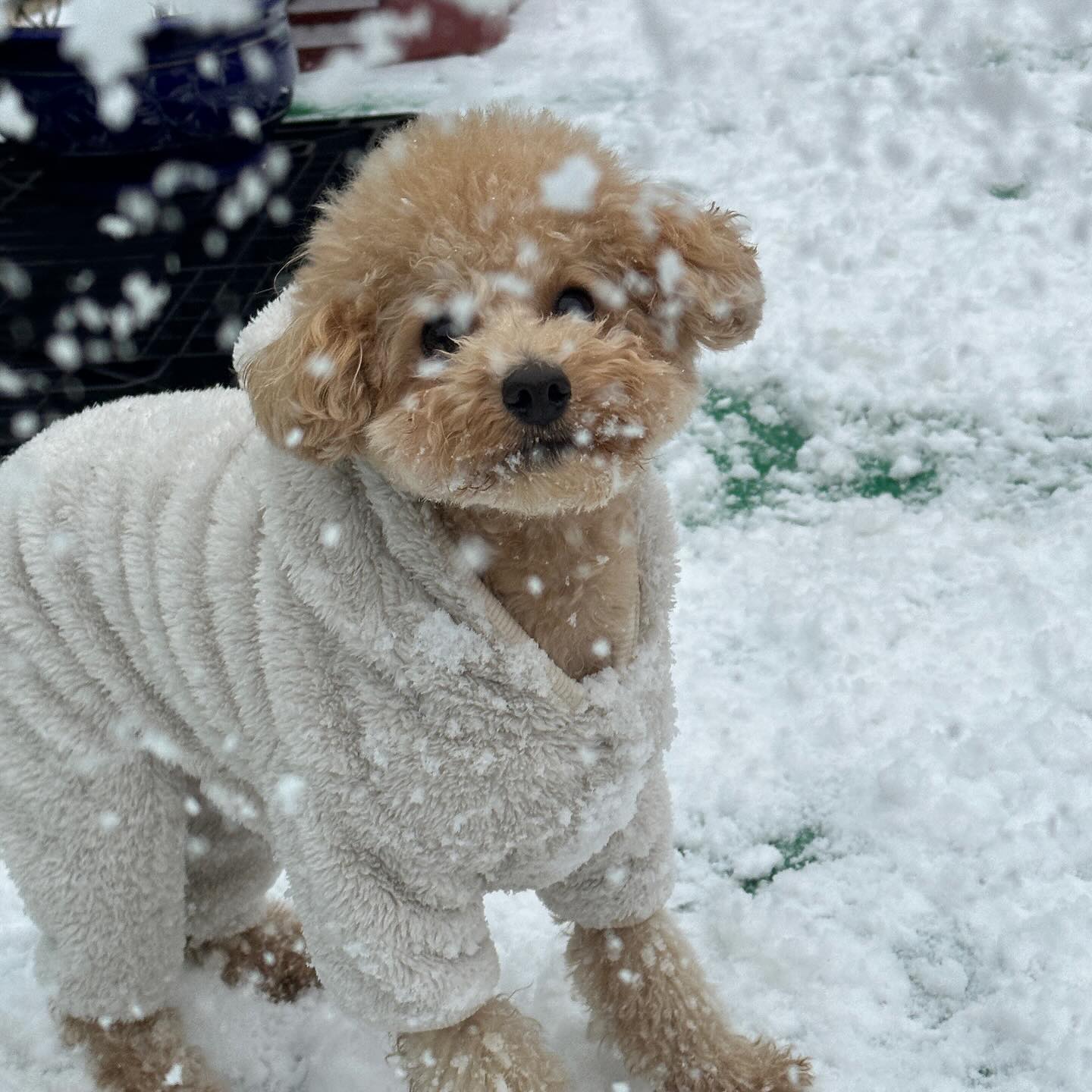 오랜만에 토리계정 업로드🤍❄️⛄️