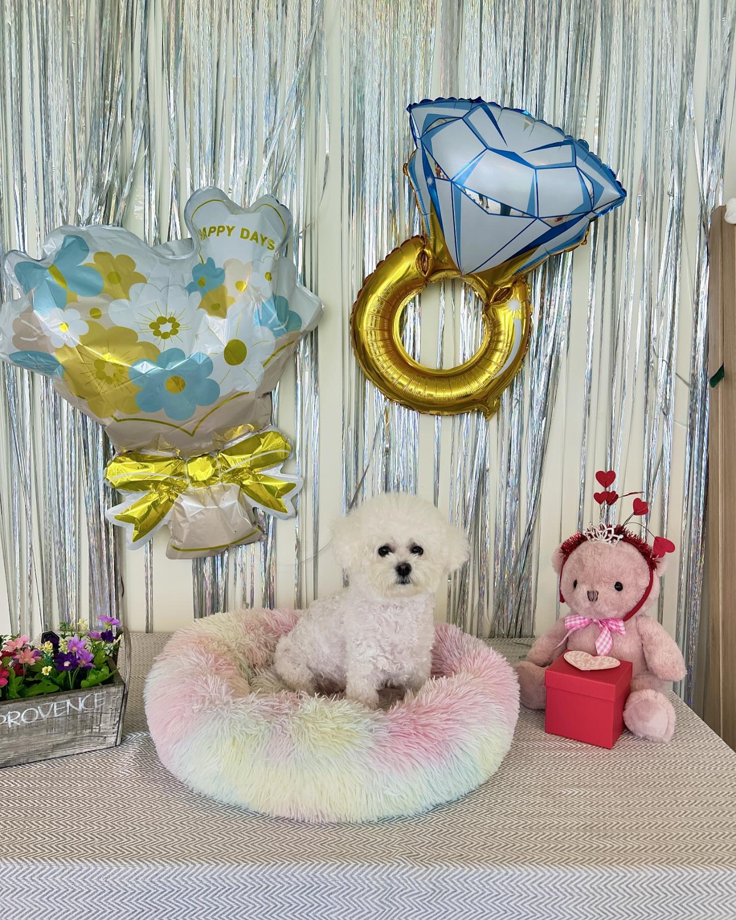 🤍

갑작스럽게 오게 된 애카,, 🐾☁️
평소 겁이 많고 혼자 뛰놀기보단
내옆에서 졸졸 따라다니는 타입이라
애동카는 가도 애카는 진짜 잘 안다니는데
6000원 내고 600원어치 놀기🫧
아무도 없어서 전세냈는데도
놀 줄 모르는 울애기🫠
사진이라도 남기자며 포토존에 앉게해줬더니
사진은 또 잘 찍어 ㅋㅋㅋ🤣