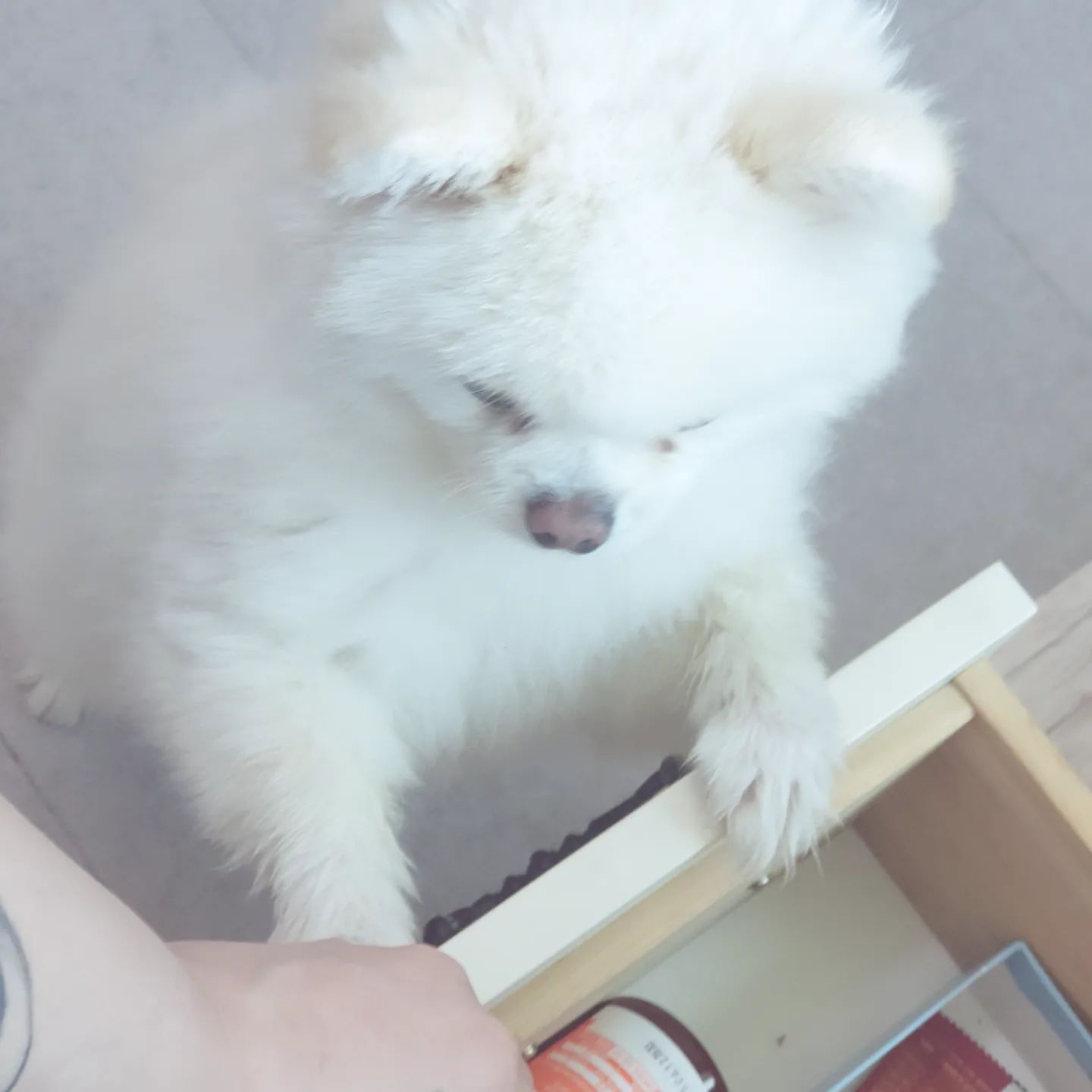 .
거실장 두번째 서랍은 쿠키 간식 창고
드르륵 서랍 열리는 소리가 나면 호다닥 뛰어와서 꼭 애기가 간식고르는 것 마냥 서랍에 달라붙어서 구경하는 쿠키의 참새 방앗간🐥🐥

발씻고 칭찬간식 주려는데 또 붙어있길래 웃겨서 사진찍고 서랍을 닫으려다 보니 그 자리에 손때.. 아니 쿠키 발때가 묻어있당ㅋㅋ 실제로 보면 더 거뭇거뭇ㅋㅋ 우리 강아지 9년 산거 맞네. 9년 더 살자♥

#멍스타그램 #9살강아지 
#내이름은쿠키🍪
