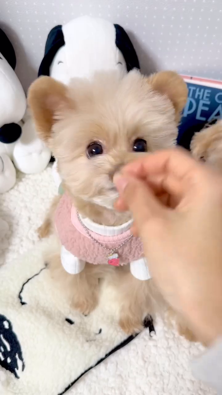 ⠀ 
합체하면 두배로 귀여운 쌍둥이 강아지 🐻🐶
같이 눈빛 쏘면 까까 안주고 못베김..🥹

여러번 알려드렸지만 지금도 계속 물어보시는
르네와 비바의 견종은 포메X푸들 혼종이에요 💫
저희 아둥이와 타쵸 사이에서 태어난 동배 자매고
몸무게는 둘다 1.7kg에서 1.8kg 왔다갔다해요.
가장 쉽게 구분하는 방법은 귀예요 👂🏻
귀 한쪽만 접혔다 펴졌다 하면 비바,
양쪽 귀가 쫑긋하게 서있으면 르네랍니다 😝

Rene 🐻 and Viva 🐶 are
Pomeranian x Poodle = pomapoos 🤍
These two are true twins! (born together)
Their weight fluctuates
between 1.7kg and 1.8kg.
The easiest way to tell is by the ears 👂🏻
If only one ear folds and unfolds, it is Viva.
If both ears stand up, it‘s Rene 😝

/ 르네, 비바 🍼

🔖 쌍둥룩 bboette bezibebi_official