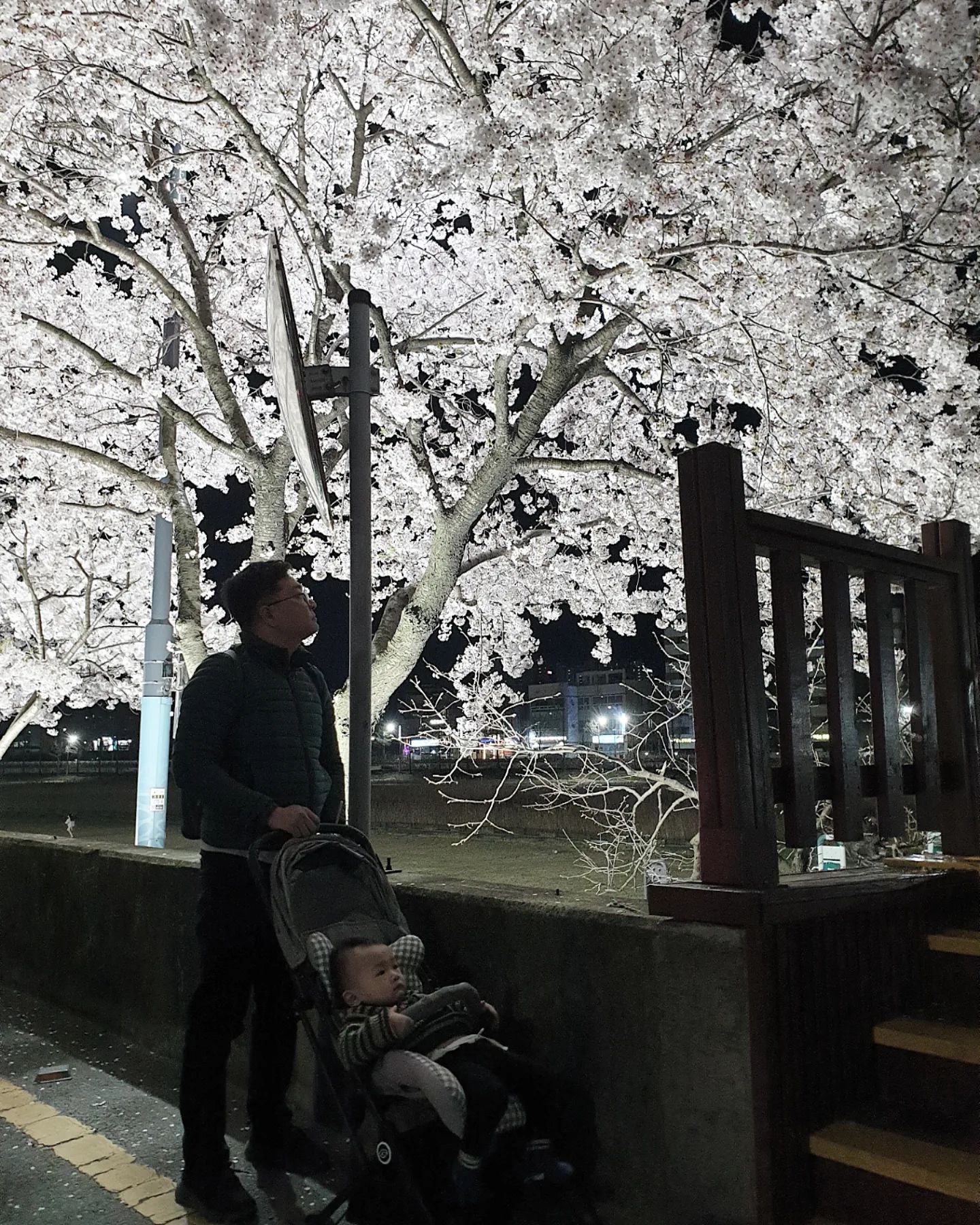 벚꽃눈 맞으며 피크닉🌸🌸🌸

#대천천벚꽃🌸#벚꽃구경실컷🌸#저녁마실🚗 #20240408_mon