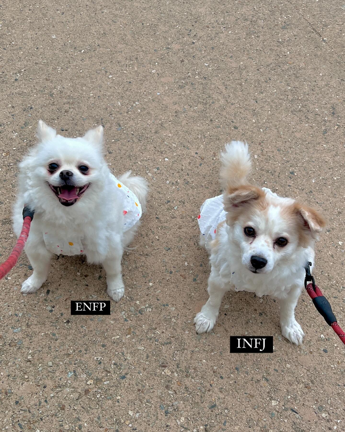 홍자의 부산 대탐험🐾
꼬까옷 입고 오륙도 수선화에 발도장 콩콩😎 연어도 먹고 에비앙도 마시고 예쁨도 받고ʕ•ᴥ•ʔ 하루종일 짧은 다리로 총총 뛰어다니다가 기절✨