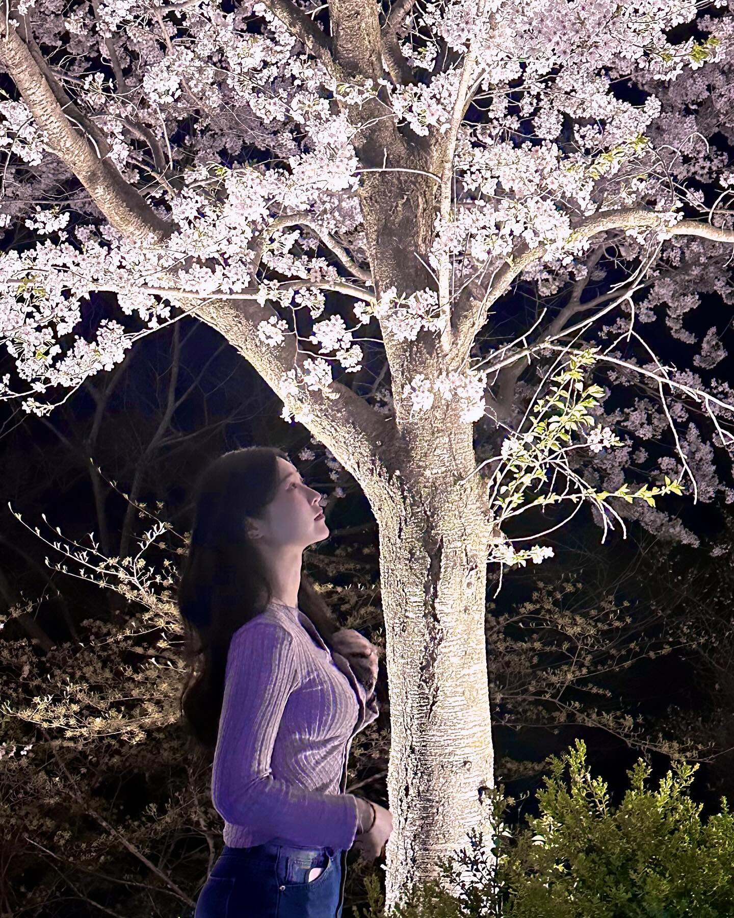 다 떨어지기 전에 또 보러 갈 수 있을까｡｡？🌸