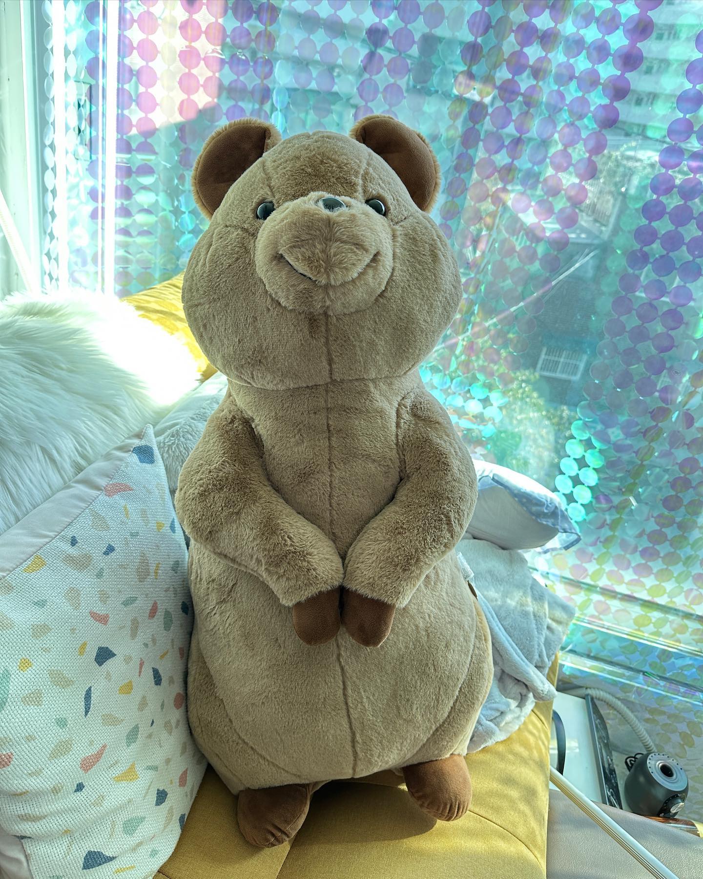 트레이더스 갔다가 사 달라고 한 쿼카인형
세상에 너무 행복하잖아...😍