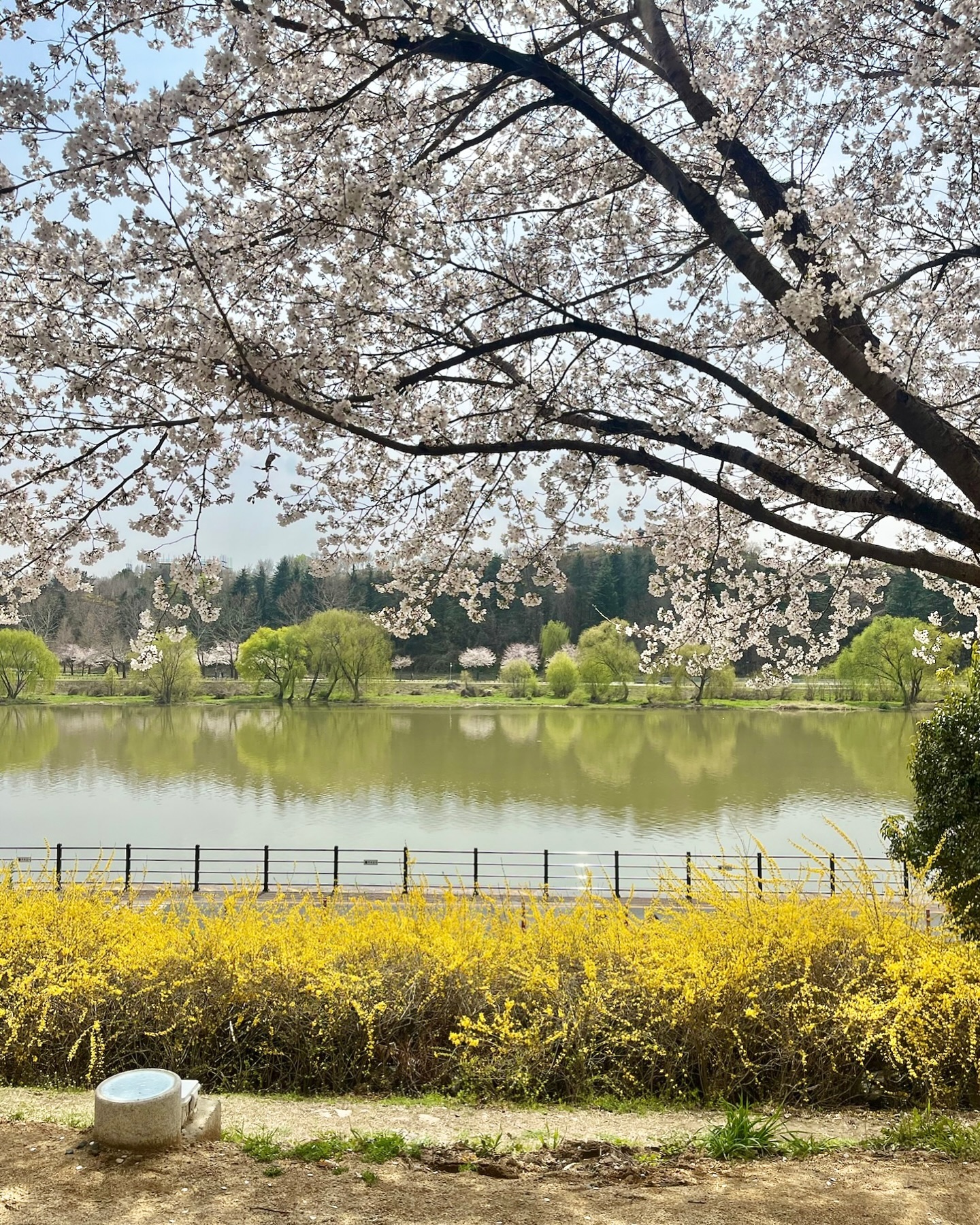 🌸💛