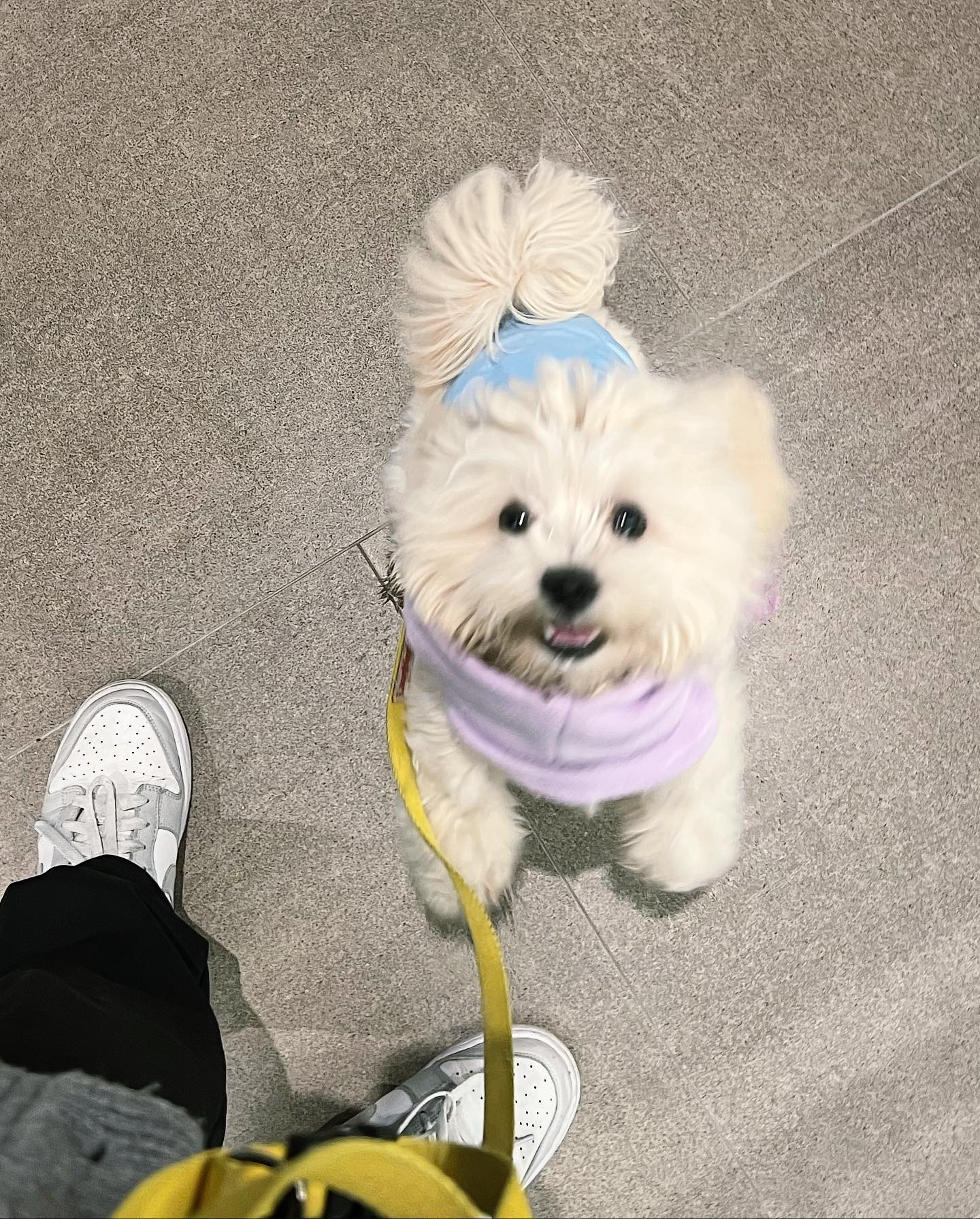 🐶 : 내가 이렇게 귀여운데 산책 30분만 더 합시다!🐾

#멍스타그램 #멍팔맞팔 #말티푸 #산책