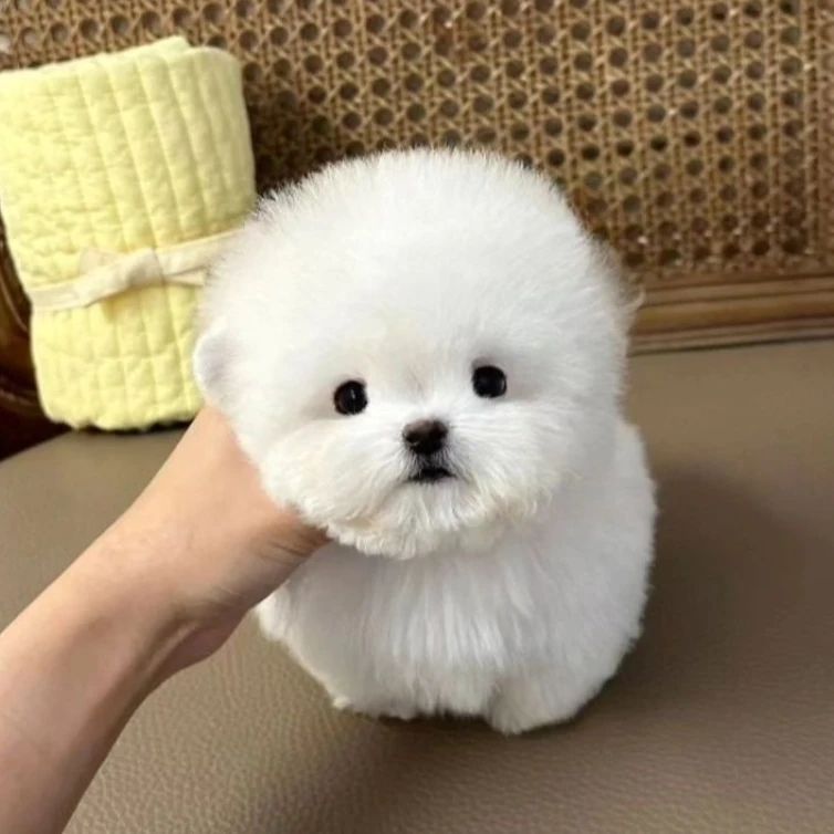 나도 모르게 소리소문 없이 
7째 조카가 탄생한 듯하다 
털뭉치 김스누 비숑 
강아지 인플루언서로 키워볼까
비숑 SNU 서울대입학 기념선물이라 스누라 이름 지움 

스누의 큰 언니가 수의사라 좋겠다 💐🎂
작은 언니는 꼬똥 드 툴레아

#김스누 #반려동물 #반려스타그램 #인플루언서 #비숑 #미니비숑