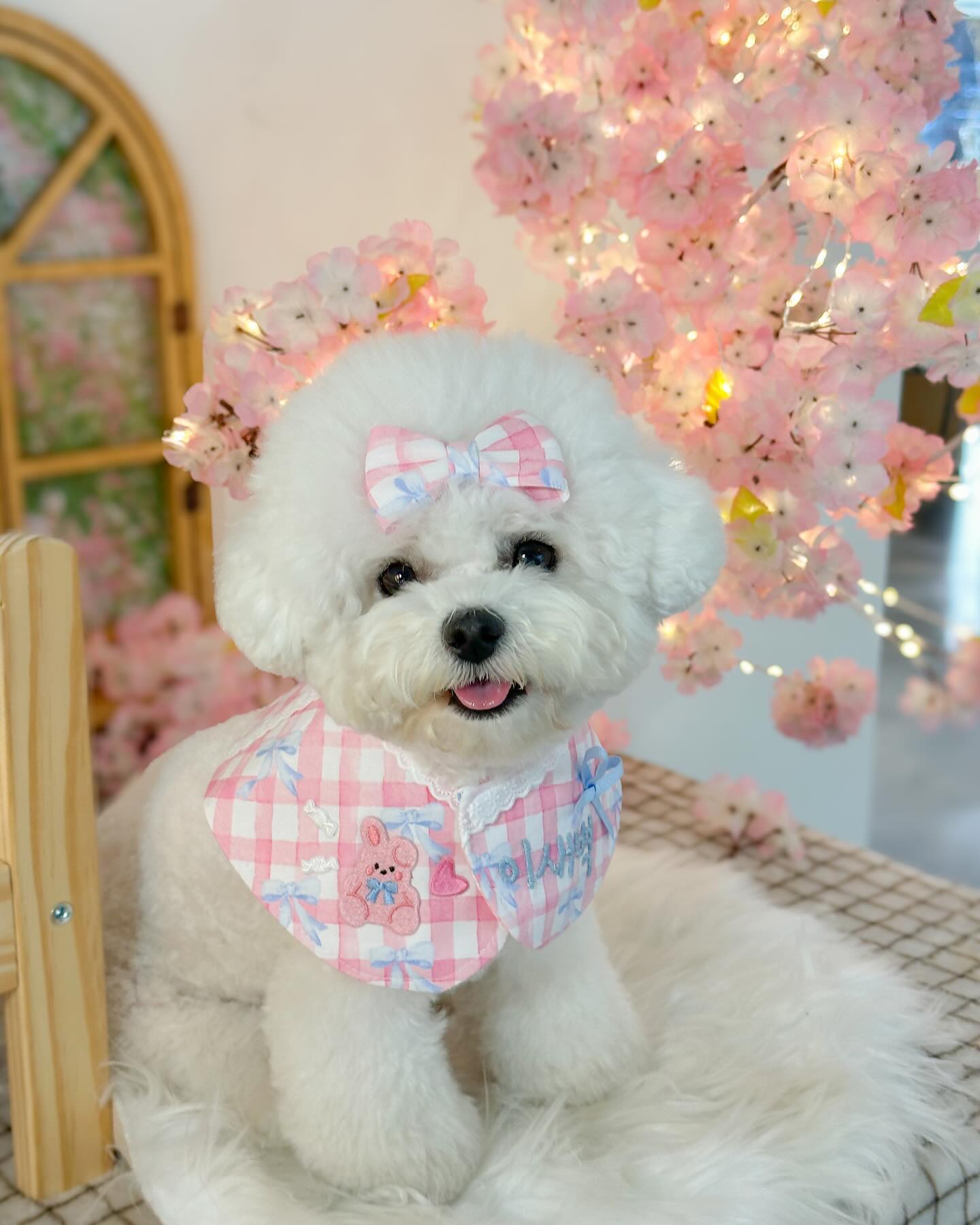 이뿌니🩷🩷🩷