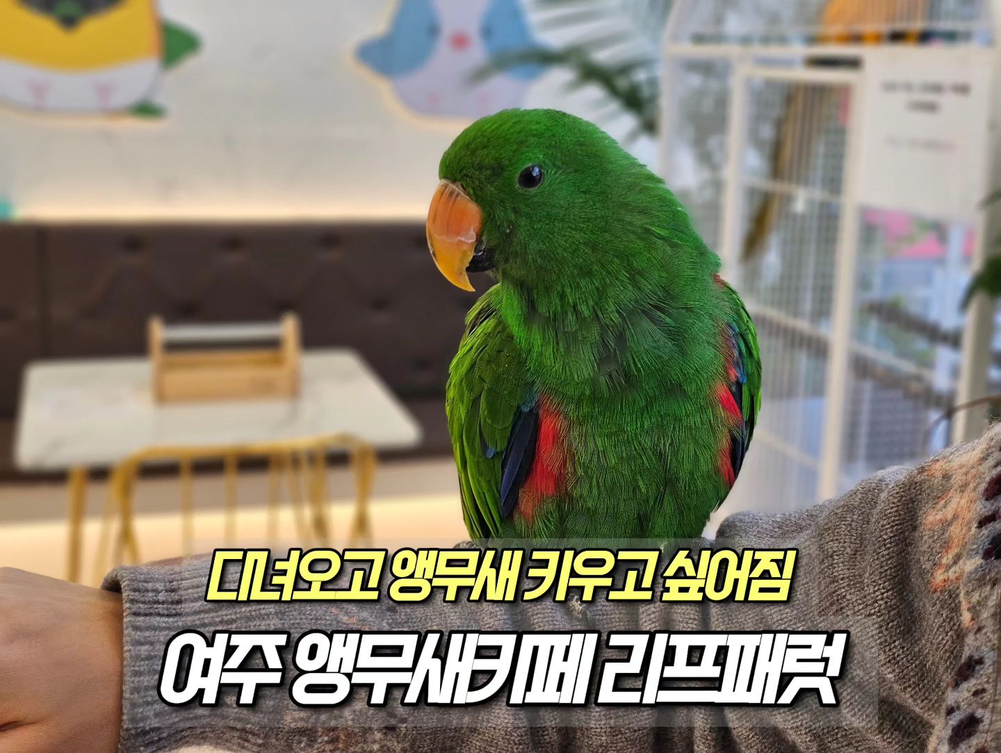 ⠀
🗂 상호 : 리프패럿 여주점
🗂 위치 : 경기도 여주시 교동 (원주에서 약 25분 소요)
🗂 가격 : 1시간 9,500원(음료 포함)
🗂 특징 : 말하는 앵무새 등 다양한 앵무새를 핸들링 체험
🗂 평점 : 4.0/5.0
⠀
📝 상세 후기 : 오늘은 아이와 뭐하지? 내일 뭐하지? 라는 내면 질문의 결과로 정하여 다녀온 앵무새 카페이다. 요즘 유튜브를 보며 말하는 앵무새의 애교에 푹 빠져 키우고 싶은 마음에 사전 답사를 다녀왔는데 아이도 앵무새와의 교감에 정말 좋아했던 만족스러운 실내 카페이다. 회색 앵무, 뉴기니아, 청금강 등 말잘하는 대형 앵무를 비롯하여 코뉴어, 모란, 퀘이커 등 귀여움 가득한 앵무새들까지 아직도 앵무새들의 애교가 머릿속에 여운처럼 남아있는 어른들 아이들에게 힐링과 즐거움을 선물 받을 수 있었던 이색 카페이다. 원주에서 아이들과 할만한 실내 코스를 고민중이라면 한번 쯤 다녀오면 정말 좋아할만한 선택지일 듯 합니다.

#여주카페 #앵무새카페 #회색앵무 #뉴기니아