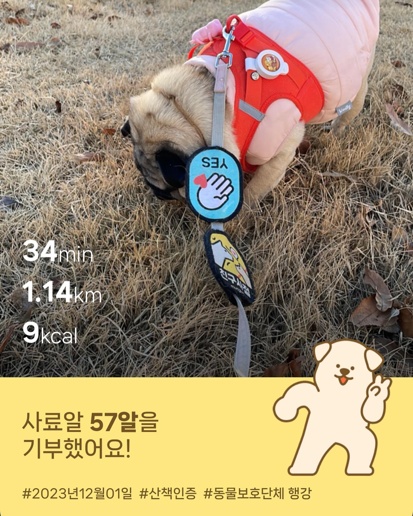 #사료안먹는강아지 #먹일려고산책 #어휴🤦🏻‍♀️ #간식은앞으로안줄거임 #먹이량이많아서 #약은어떻게먹이지 #임파선약 #림프절염치료 #퍼그 #퍼그산책 #강아지산책 #강아지림프절염 #강아지일상
.
.
.
.
강아지나 사람이나 오냐오냐하면 버릇나빠짐😡#버릇고치기프로젝트 #강아지간식금지령 #사료남기는거완전나쁜버릇임