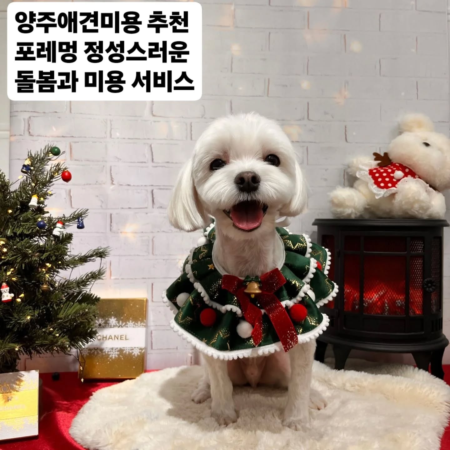 #양주반려견미용 #양주애견미용 #양주애견카페
#양주포레멍 #포레멍뷰티케어 #말티즈미용
#고읍애견미용실 #옥정애견미용실 #강아지미용실
#양주애견운동장 #서울근교가볼만한곳 #애견미용추천
#양주애견유치원 #양주애견호텔링 #포레멍가든 #수제간식 #맛있는애견간식 #착한먹거리 
♡♡♡♡♡♡♡♡♡♡♡♡♡♡♡♡
업체명:포레멍 반려동물호텔
주소: 경기도 양주시 송랑로 39-24
영업시간: 오전 07시 ~ 22시까지 유치원
오전10시 ~ 22시까지 애견미용
애견카페 18시 ~ 22시까지 
토,일 반려견 유치원 정기휴무 
전화번호: 1544-3289
단체이용가능,예약,노키즈존,무선인터넷,남녀구분화장실,반려동물동반,휠체어이용가능,주차가능 
울집댕댕이 털이 복실복실 너무자라서
바야바랑 비슷한 외모를 변신하고자
양주시 프리미엄 애견미용 
포레멍 미리예약하고 
토요일에 가족과함께 다녀왔습니다.
시설도 너무 훌륭하고 원장님부터
진심으로 아이들을 돌봐주는
마음이 따뜻한 공간을 처음
접하고 애견인으로써 느끼는점이 
많았습니다. 
안락사를 앞둔 유기견도 구조해주시고
사랑해주셔서 아낌없이 칭찬드립니다.
애견미용은 전문자격증을 취득하신
분들이 두분이서 꼼꼼하고
정성스럽게 오픈창으로
볼수있는 미용실이라 
울댕댕이 씩씩하게 시술받는
모습을 처음부터 끝까지 지켜보면서
참 잘컸구나 싶어서 자랑스러워 
박수를 보냈습니다.
그리고 울댕댕이 미용하는시간
쉽지않은 일이구나 싶었습니다.
저희가 원하는 리즈를 200% 
만족해주신 포레멍 너무너무 감사드립니다.
앞으로 자주 이용하겠습니다.
포레멍 애견유치원,호텔링
그리고 마음으로 시술해주시는
애견미용 전문시설입니다.
양주시 최고의 시설과
가위손도 울고갈 실력으로
입소문이 포텐터진곳
한번오시면 바로 단골각입니다.
수제간식도 직접만들어서
판매중이라 안심하고 급여가능한
착한먹거리 
터프가이유부남이 자비로 이용한 리얼후기입니다.
재방문의사 무조건입니다.♡
메리크리스마스 댕댕이도 행복한 세상을 기원합니다.