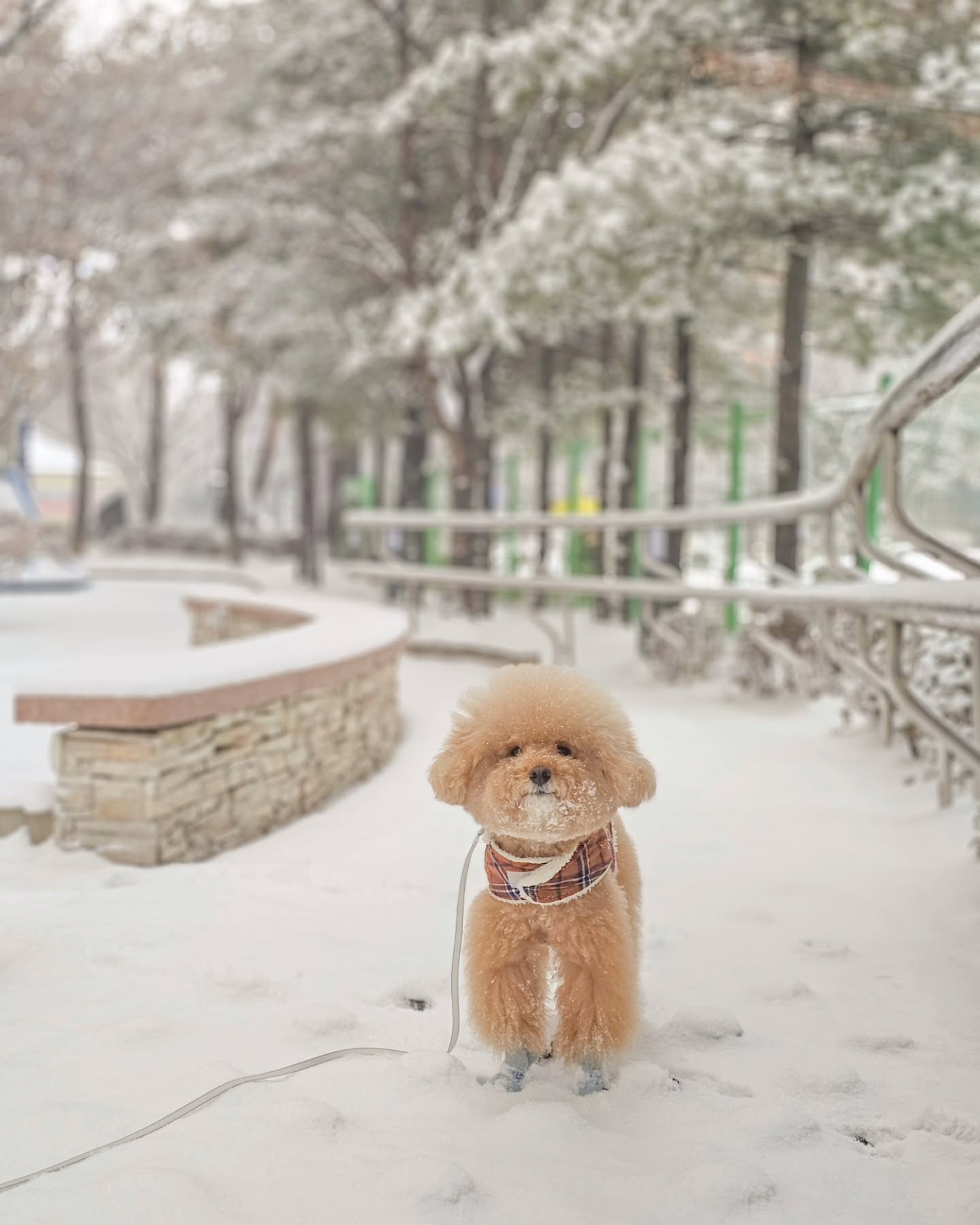#눈온다 ☃️
마이네는 또 겨울왕국 🪄
눈만 내리면 턱수염 할배되는 마이 아저씨🤍

공 안갖고 나왔냐며 계속 눈빛발사하는데..
미안.. 🥲

Do You Want to Build a Snowman❔️

#털찜 #묭할까말까 #눈와도산책 🐾