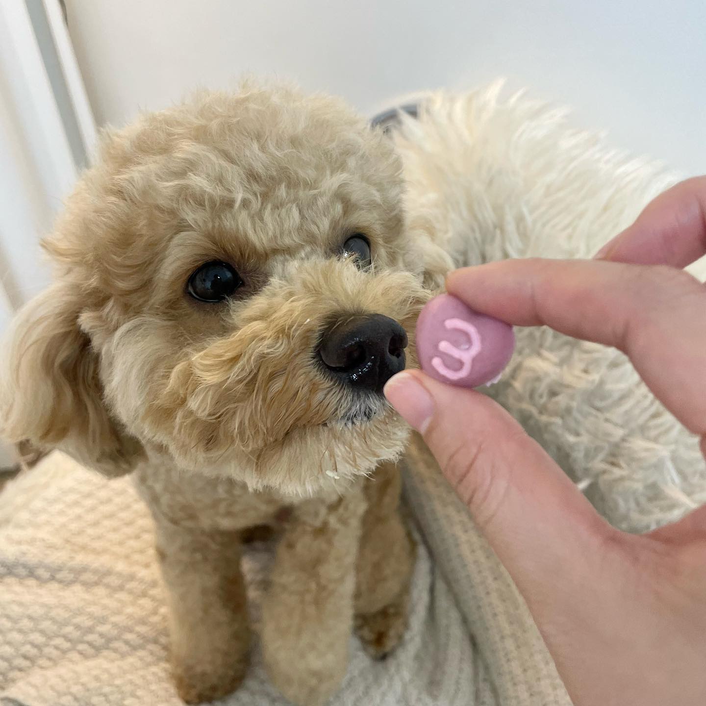 이제 세살이에요 😍🎉🥳❤️
오래오래 맛있는 거 머니 먹구 
행복한 기억만 쌓이쟈 💕🐶🎂

너무 잘 태어났어 우리 룽지!!
