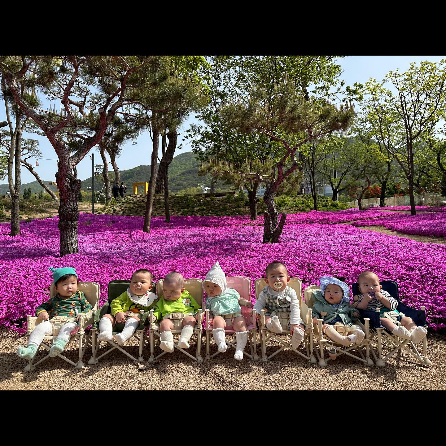 👶🏻 인생186일차 : 호랑이친구들이랑 덕천418

날씨도 좋고 친구들이랑 꽃보러 다녀왔어요~ 
무슨 꽃인지는 모르겠지만 색이 쨍하니 넘 예뻤어요💗

수호가 의자에서 아무리 바둥거려고 쓰러지지않는거 보고
공구하다시피 구매해서 다 똑같네요ㅋㅋ 이 날 지윤언니가 
들고오느라 고생해따눈🥹

뚜호는 잘웃다가 질렸는지 짜증 오만상내구요~~ 
쪽쪽이 물려서 단체사진 간신히 찍었네요 지칭다지쳐!!

집에 와서는 뚜호텐트 자리잡아주고 정리했어요
아기텐트 사고싶어서 이것저것 찾아보다가 튼튼해보이는(?)
걸로 찾아서 주문했는데 대만족!! 수호한테 찰떡이구요ෆ⸒⸒