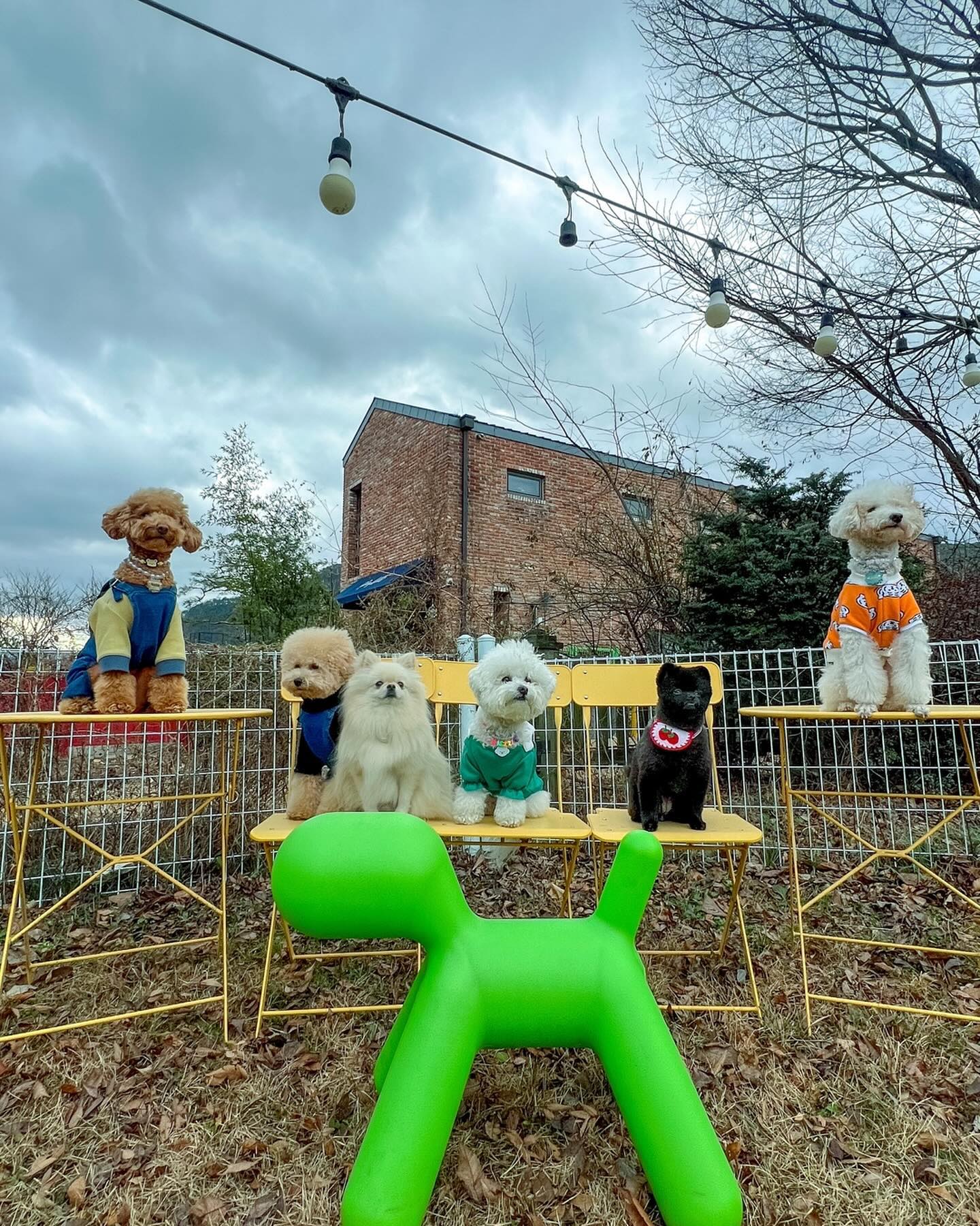 친구들 모두 새해 복 많이받아❤️

바르는 제일 친한 친구들이랑
이모 삼쵸니들이랑 청도로 여행가서 새해를 맞이해또🐶🥰
개플룩입고 개족사진도 찍고
친구들끼리 사진도 찍고 하루종일 뛰뛰하고
고구마랑 소고기도 냠냠해따✌🏻❤️
사랑하는 엄마빠,이모,삼툐니들이랑 새해 카운트다운도 하고
밤을 불싸지르고 집와서 멍빨당하고 기절엔딩😍
새해부터 피개행개🐶

친구들도 2024년 건강하고 행복하쟈❤️
내 친구가 되어줘서 고마오 얘두랑💗
2024년에도 잘 부타캐🙏🏻