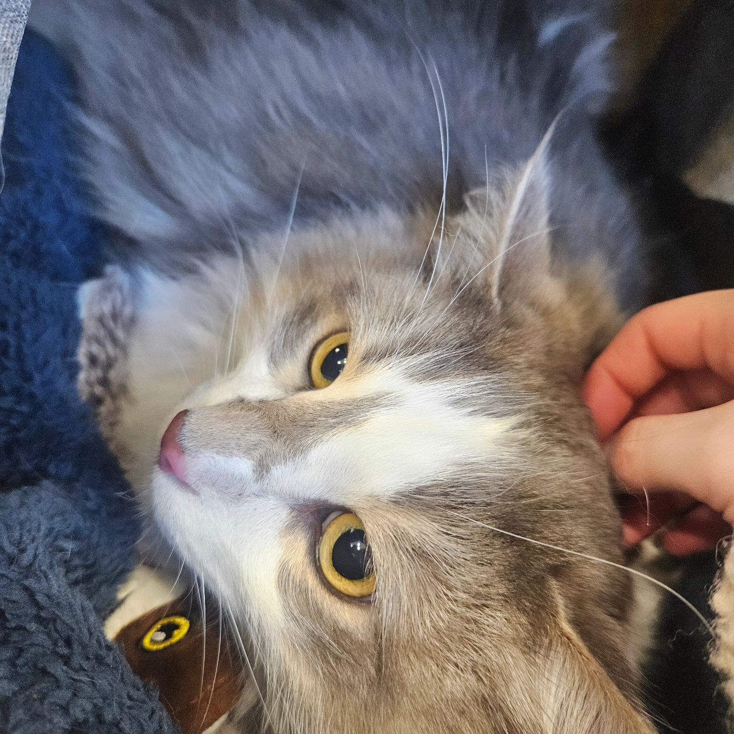 오랜만이에옹 시오니집사입니당 🐱
오랜만에 시오니 건강검진과 앞으로의 이야기를 적어볼까합니당.

작년부터 시오니가 CKD(만성신부전) 1~2기 판정을 받았고 
올해 심장검사 때는 HCM(심근비대증) B2 항목에 들어갔네용..😭
신장이 상태가 심장에도 무리를 준다는 학계보고가 많고 실제로도 사례가 많아 걱정했는데 이런 결과가 나와 여집사&남집사는 몇달째 끙끙 앓고 오열했답니당 ㅠ

다만 그래도 좋은 소식은 CKD 와 HCM 모두 무증상입니다...!👍

집사의 건강염려증 때문에 건강검진을 년 2회정도 주기적으로 받고 있어 빨리 캐치하고 병증 완화 및 지연을 위해 시오니는 열심히 치료와 관리를 병행하고 있습니다.

요즘 신부전 아가들에게 정말로 빛과 소금같은 존재인 #줄기세포 치료를 시오니가 시작하였습니다.
담당 주치의 갓갓 원장님께서는 심장질환에도 효과를 보는 아이들도 있으니 너무 걱정말고 치료를 권해주셔서 감사하게도 치료를 시작하였습니다.
1회차 진행 했으며 3회차 까지 치료가 국룰로 보시면 됩니당.

금액은 밝힐수 없으나 고가의 치료는 맞습니다.
증상 발현을 최대한 지연시키고 막는게 제 목표임이 만큼 돈값 확실히 하는 것 같아 1회차임에도 벌써 만족하고 있습니다. 저는 3회차까지 진행 후 1차 수치를 공유할 예정이고 올해 최대 5회 까지도 치료 고민하고 있습니다.

영양제와 사료 간식 등 많은 블로그와 카페의 글을 참조해 먹이고 있습니다.
작년엔 신장만 판정받아 신장관리는 1년이상 지속되었습니다.
다행히도 1년간 모양변동도 없었고 수치 변동도 크게 변동이 없었습니다.
이제 으쌰해서 심장판막 변동에도 유의미한 수치를 낼수 있도록 케어할 예정입니다.

🌼사료🌼
*시오니는 습식/생식 모두 실패해 건식만
로얄케닌 - 레날 하이포알러제닉
몬지 - 내추럴 슈퍼프리미엄 모노프로틴 스테럴라이즈드 송어 어덜트
긴노스푼(은의스푼) - 호화로움 / 사치 버라이어티 15세 or 20세 

🌼영양제🌼
HiQ - 후코 K
HiQ -후코 H
아조딜
헤파카디오
조공 - 레드오메가 3
페피테일 - 생유산균

🌼간식🌼
긴노스푼(은의스푼) - 3성구루메 컬렉션 15세 or 20세
조공 - 조공츄르 (인 수치 낮은 )
챠오-aim 시리즈

🌼급여약🌼
HCM(심근비대증) 약 2종

🌼치료🌼
줄기세포 배양액 치료

급여품 일부분만 적어보았습니당.
후코 시리즈는 국내에서 너어어ㅓㅓㅓ무 비싸 대만에서 직구하고 있구요
긴노스푼은 15세 이상 제품들은 국내에 없어 일본가서 구매하거나 직구요청합니다.
( 유니참님 ㅠ 제발 한쿡에도 이 제품 들여와주새염 흑흑 ㅠㅠ )
외에도 시도 중인 제품들이 참 많아용. 제 주머니 너덜너더루 입니다ㅎㅎ
그치만 시오니가 잘 먹고 건강해 지는 유의미한 수치를 보여주니 힘이납니당!

이렇게 글을 찌는 이유는 세상에는 참 아픈 사람도 아픈 고양이도 많더라구요.
저처럼 함께하는 아가가 비슷한 병으로 고민이 깊으신 분들이 많죠.
저도 누구 보다 이 마음 더욱 잘 알고 있습니다. 
하지만 너무 낙심하지 마시고 이러한 치료와 케어도 있다는걸 이런 희망도 있다는걸 알아주시고 힘내시길 바라겠습니다!

다음 게시글은 기여운 시오니 글로 찾아오께용
즐거운 휴무 되세어!🩷