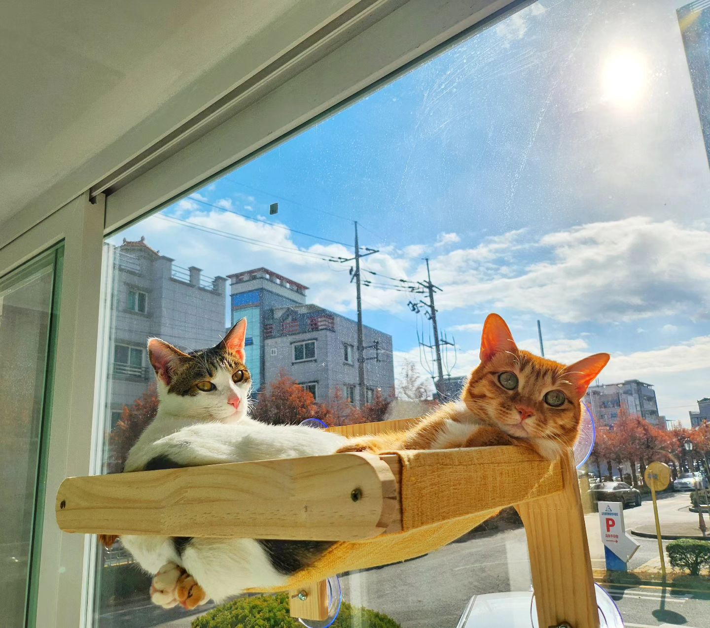 날씨가 추워져서
햇볕 잘드는 시간대에만 일광욕 즐기는 봄봄이, 킨더😸
 
 

 
#고양이남매 #고양이그램 #코숏치즈 #코숏젖소 #고양이일상