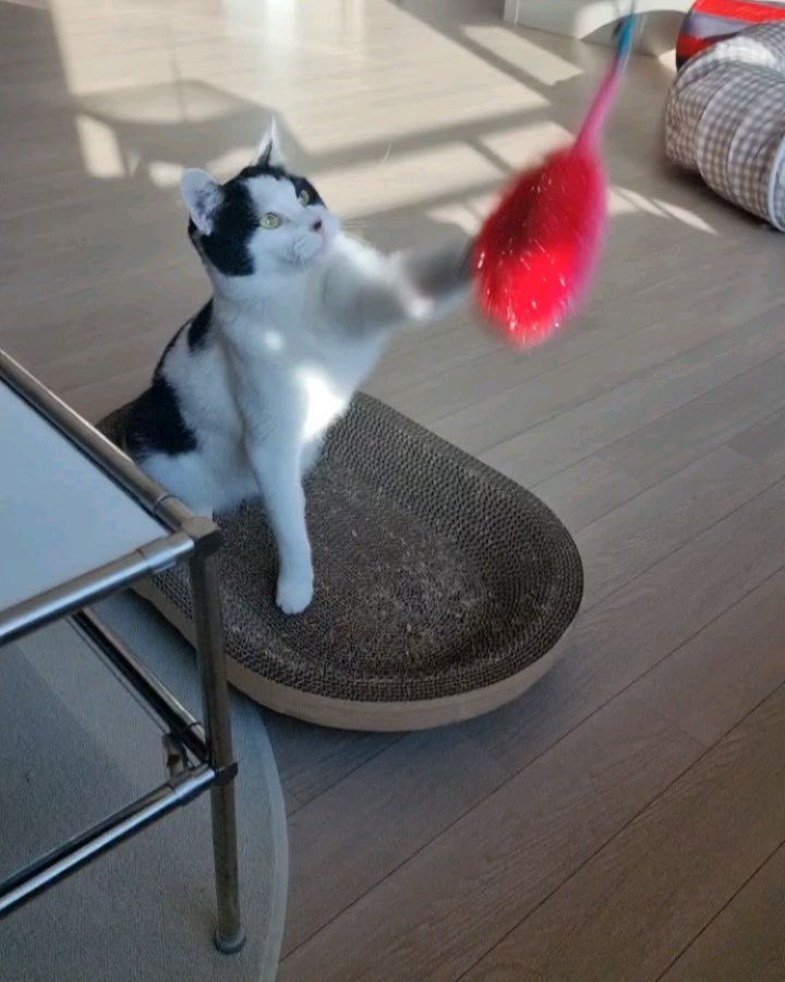 🏷오데메이드 수세미 배송까지 완료! 

마리는 낯가려서 나 잘때 나와서 놀고

달마는 한동안 갖고놈ㅋㅋ

냥이랑 멍이는 매우 다른듯🐹🐶

올 블랙으로 입고가서 
냥이 집사님들.. 털과의전쟁 몸소 실감하고 옴🫨

이쁘다~~~하는데 털 빠지는거 실화?😲

2년동안 목욕 한번도 안했는데 아라보다 깨끗해보이는거 실화?😲

#오더메이드
#수세미
#라면설겆이용으로빨간색주문🤣
#냥집사
#멍집사
#🐹
#🐶