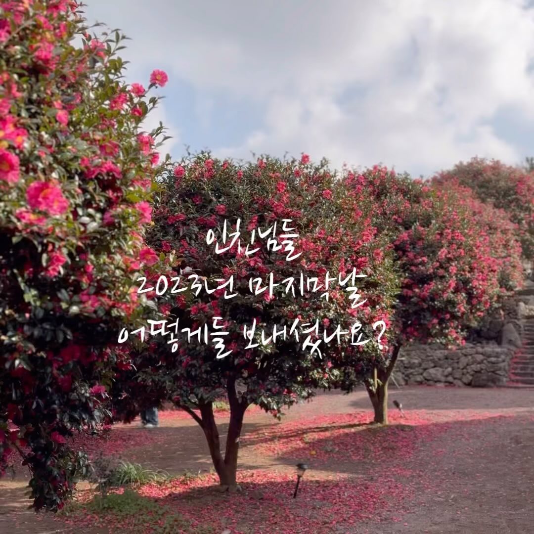 2023년 드디어 마지막 날이네요…

2023년 계묘년 다들 어떻게 보내셨는지요?
사실 전 일적으로는 정말이지 쉽지 않은 한 해 였습니다만
다른 한 편으로 올리가 몰라볼정도로 부쩍 성장하고, 함께
샐 수 없이 많은 추억을 만든 소중한 해이기도 합니다❤️
아 참! 인스타를 열심히 하게 된 것도 올해의 큰 변화네요~

정신 없이 시간이 흘러간다고 생각했는데 또 지나고 보니 꽤 길었다고 느껴지는게 신기하기도 한데요, 오늘 슬쩍 인스타 피드들을 살펴보니 정말 많은 일을 하긴 했네요~인스타 피드 올리는 재미에 하루를 2,3일 처럼 보낸 올리맘🤣🤣🤣
모르긴 몰라도 저랑 비슷한 인친님들 많으시죠~???😆😆😆

그나저나 인친님들 연말연시 어떻게 보내고 계신가요~?
저흰 어쩌다 보니 연말을 제주에서 보내고 있어요!
사실 아무 계획 없이 갑자기 방문했기 때문에 오히려 
자유롭게 움직이고 있는데요~평소 열심히 저장해 놓았던 인친님들 피드가 유일한 지침서이지요~😍😍😍
요즘 제주 피드 보면 동백이 너무 예쁘게 피어있잖아요~
lolo_jeju 님 피드에서 봤던 동백 포레스트도 가보고,
twohyun16 님 피드에서 눈여겨본 대포횟집도 다녀왔죠~❤️❤️❤️
덕분에 너무 즐겁고 풍성한 연말연시를 보내고 있네요~
이번 여행뿐만 아니라 여러 인친님들의 보석같은 정보 덕에 2023년을 정말 풍성하게 보낼 수 있었습니다.  항상 감사하고 사랑합니다~❤️❤️❤️

정말 몇 시간 안남은 2023년 이지만 여러분 모두 사랑하는가족들과
행복한 시간을 보내길~!!!
코 앞으로 다가온 2024년은 우리모두 더 없이 행복하고 충만한
한 해를 보낼 수 있길 기원해봅니다~🙏🙏🙏

#굿바이2023 #연말연휴 #웰컴2024 #사랑하는인친님들 #행복을기원합니다 #2024년 #제주여행 #무계획여행 #동백포레스트