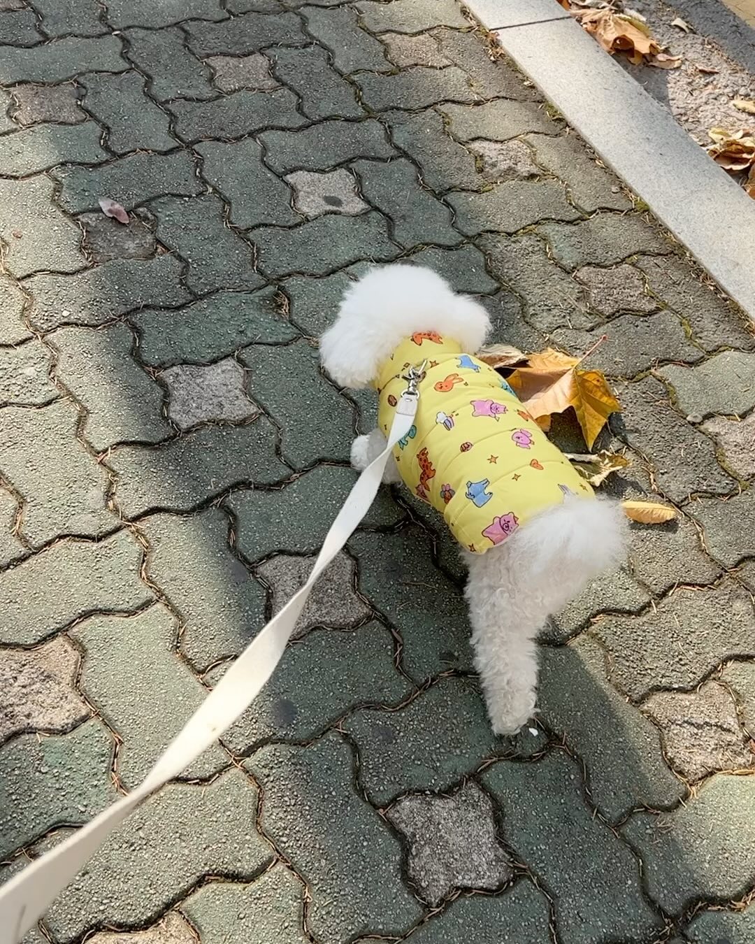 🤍

미로는 여름보다 겨울을 좋아하는 타입🤍
언니는 너무 츕다,,🥶💨