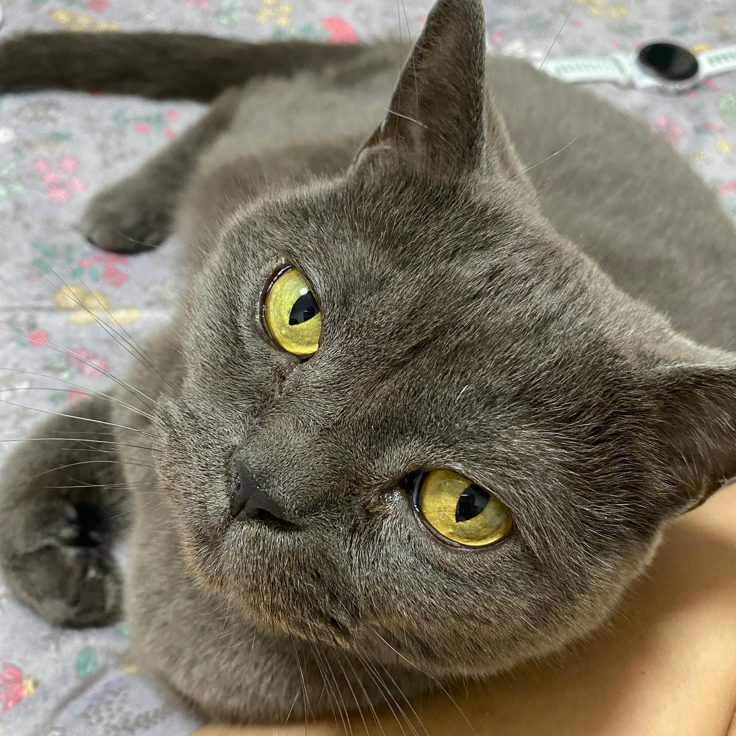 🐈‍⬛

자다가 호두과자 먹는 날 보는 고양이

한때 강의 중독자로
강의 몇 번 들은게 다지만
놀랍고 황망하군

오늘 먹을 밀가루를 
미루지 말고 먹어야지
내일 되면 못 먹을지 몰라