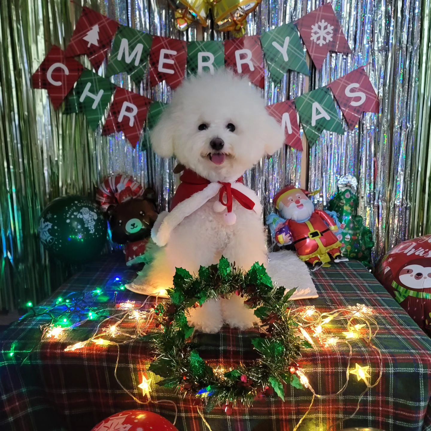 #강아지크리스마스파티 
너에게도 행복한 크리스마스로 기억되길
#메리크리스마스 
짖으면 산타할아버지가 선물 안준다~~

#크리스마스파티 #크리스마스홈파티 #강아지파티 #강아지크리스마스 #merrychristmas #dogchristmas #dog #개스타그램
#1225 #party #강아지루돌프 #강아지산타 #인투펫