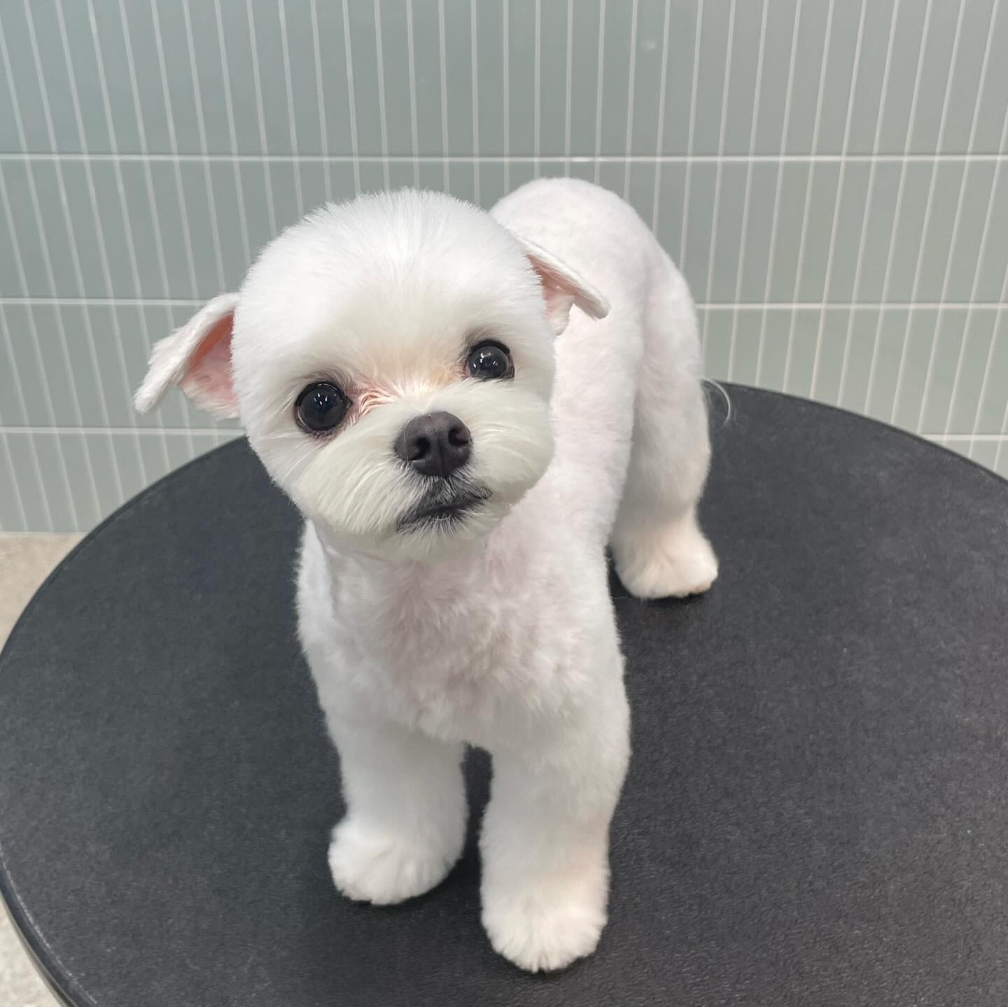 꼬롱이 미용완료👏🏻👏🏻💛
항상 이쁘게해주시는 
groomer_boy 실장님 감사드려요🤗

미용전 모습도 귀엽지만 미용후는 사랑입니다💛