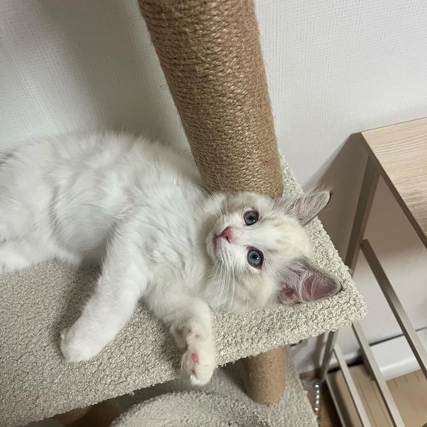 콘텐츠