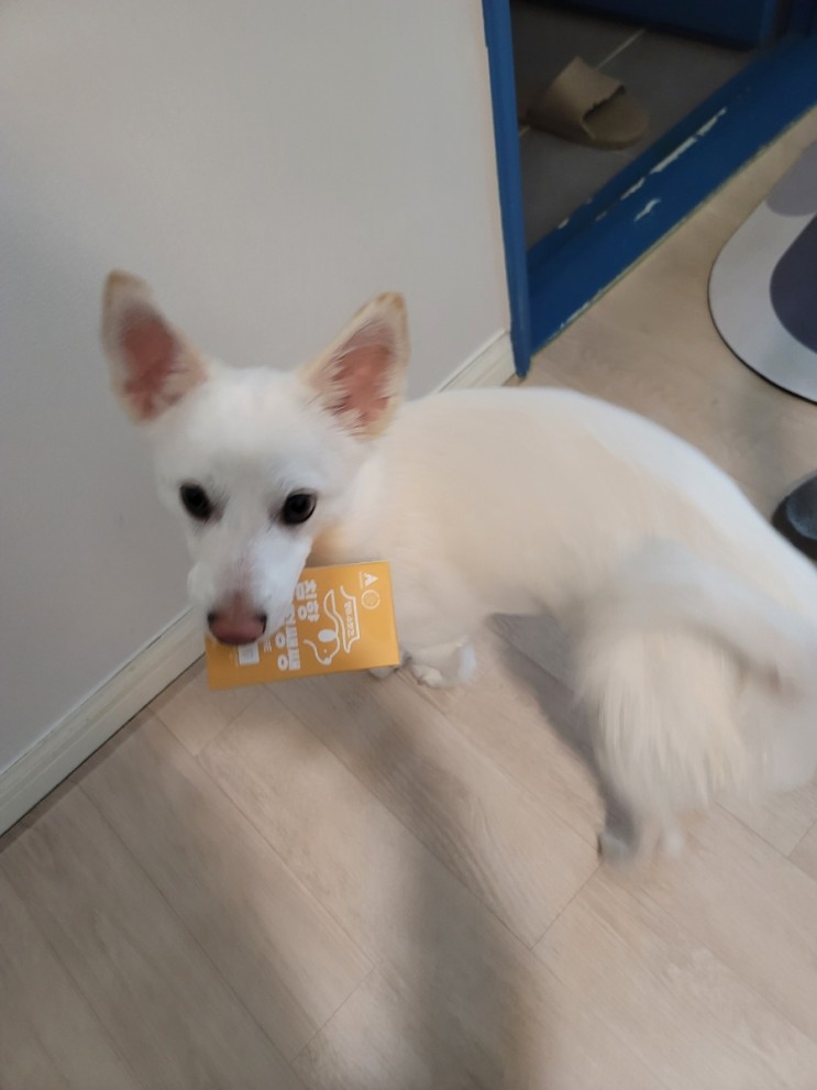 찰떡이 관절보호;강아지관절영양제 댕이수랏간