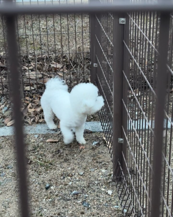 비온다음날 집앞근처공원 산책갔다가 땅굴기어가는법 터득함 . 너무 더러워서 박스에 앉아 집가는중