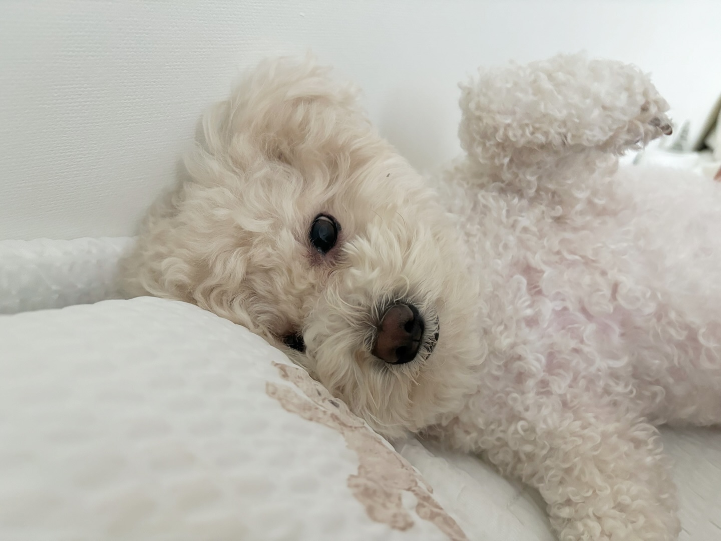 잘잤어 자긔?
#말티푸#반려견#남친짤
